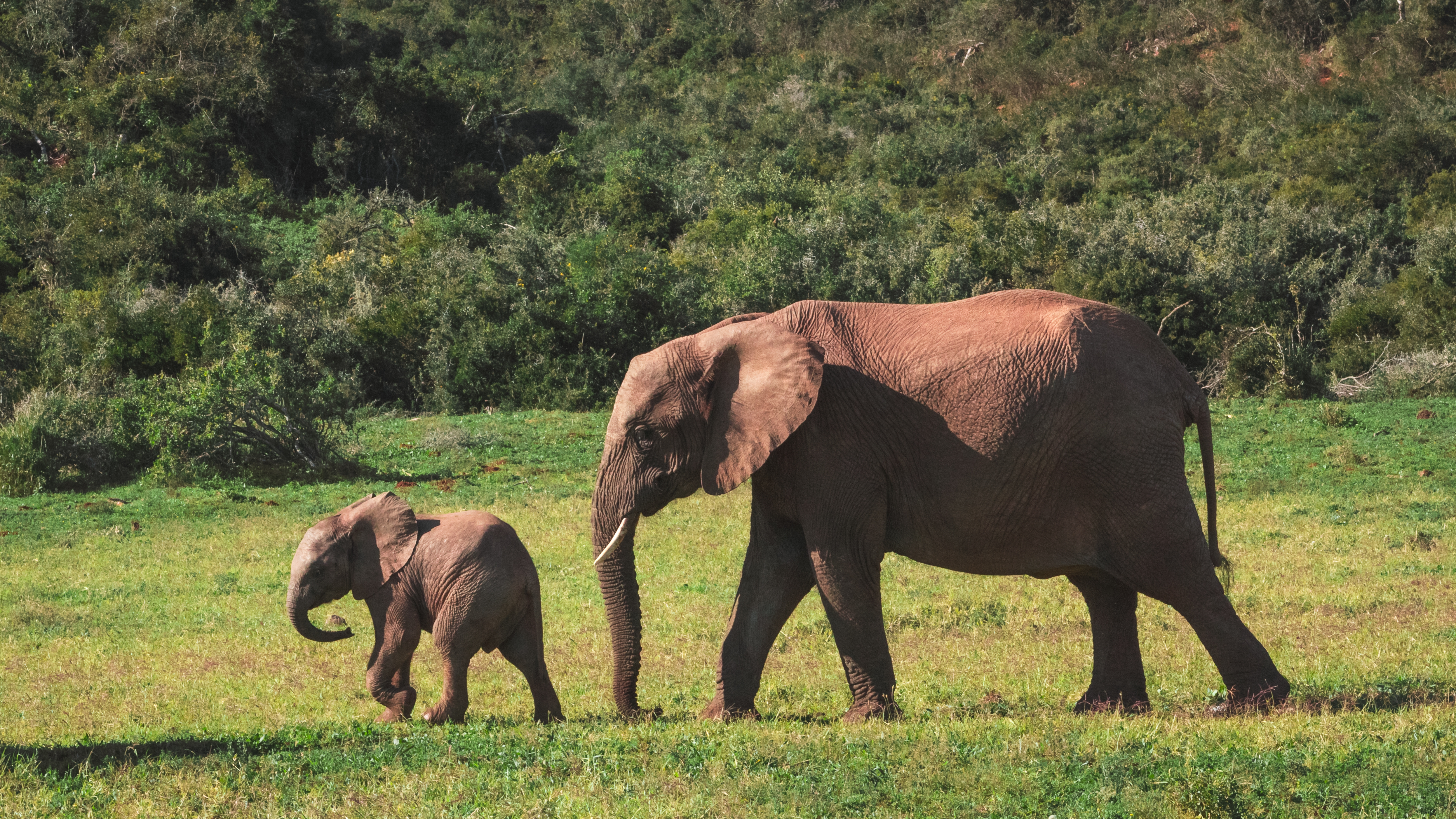 Elephant herd crossing Amboseli National Park Kenya with Mount Kilimanjaro in the background — a defining image of the Kenya component of a combined East Africa safari