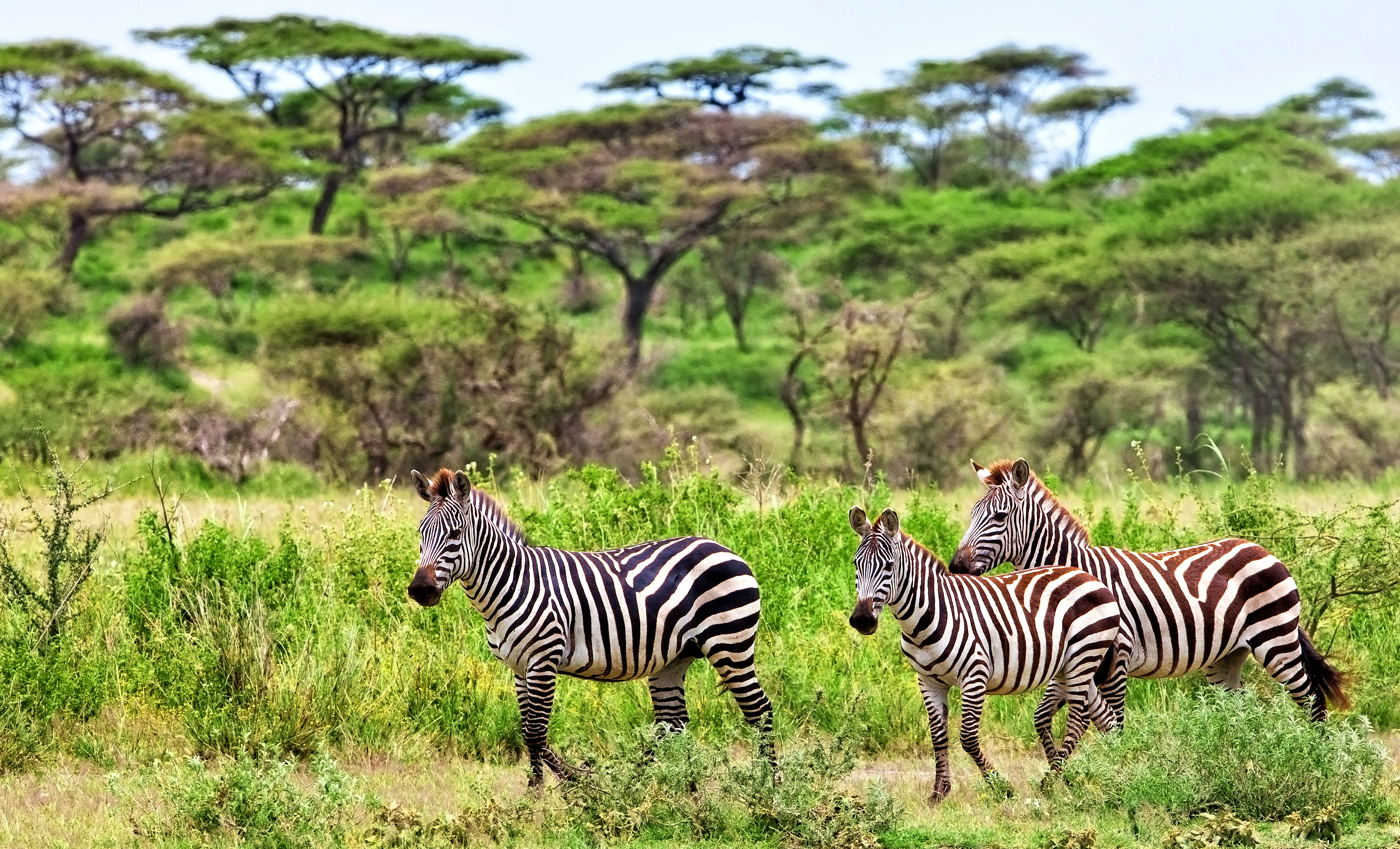 Best Safari in Tanzania — What Makes It Truly Exceptional | Sokwe Africa Safari | Sokwe Africa Safaris