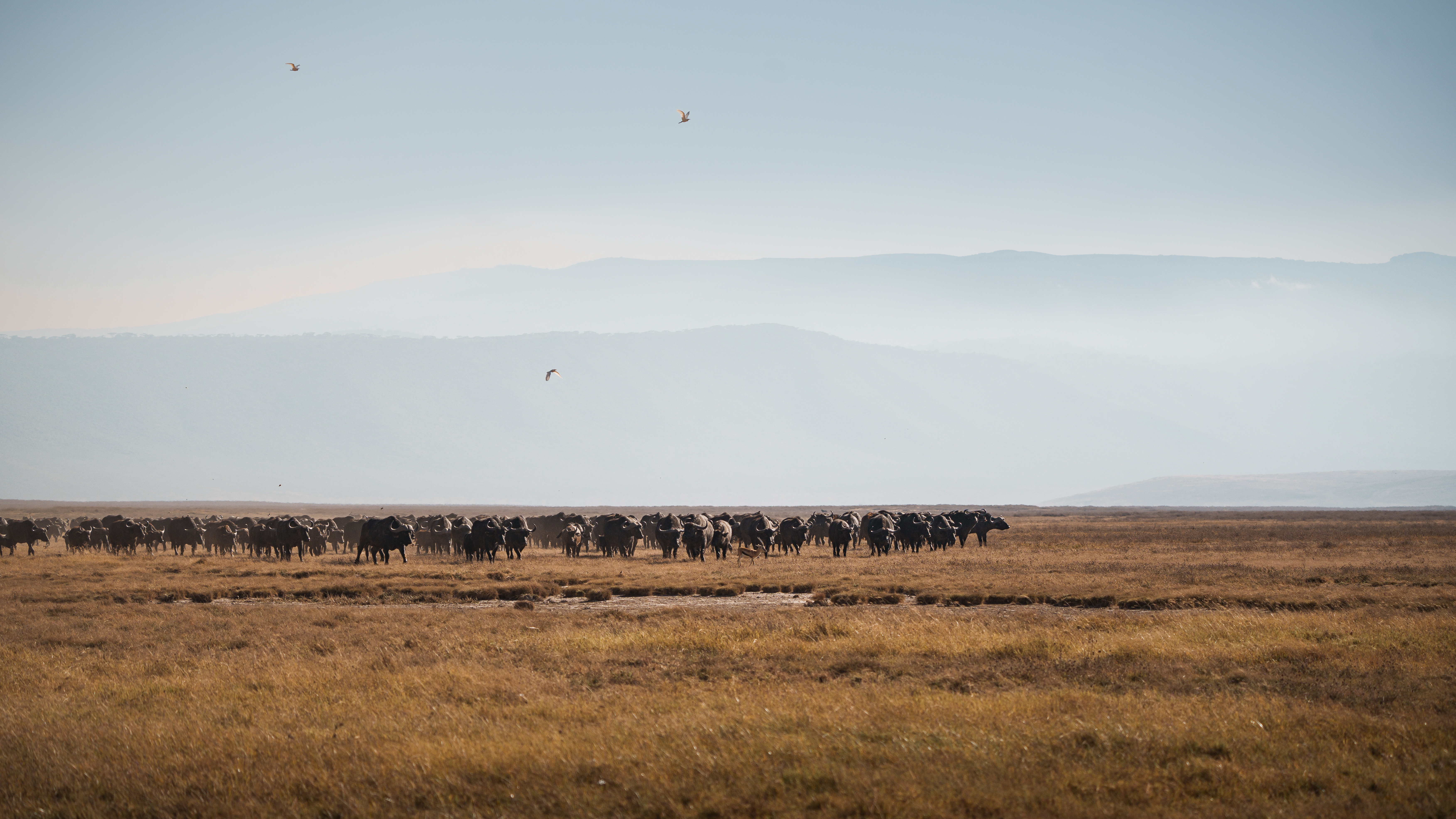 Budget safari camping setup in Tanzania with basic tent accommodation near a national park gate — an honest representation of the budget tier of Tanzania safari travel