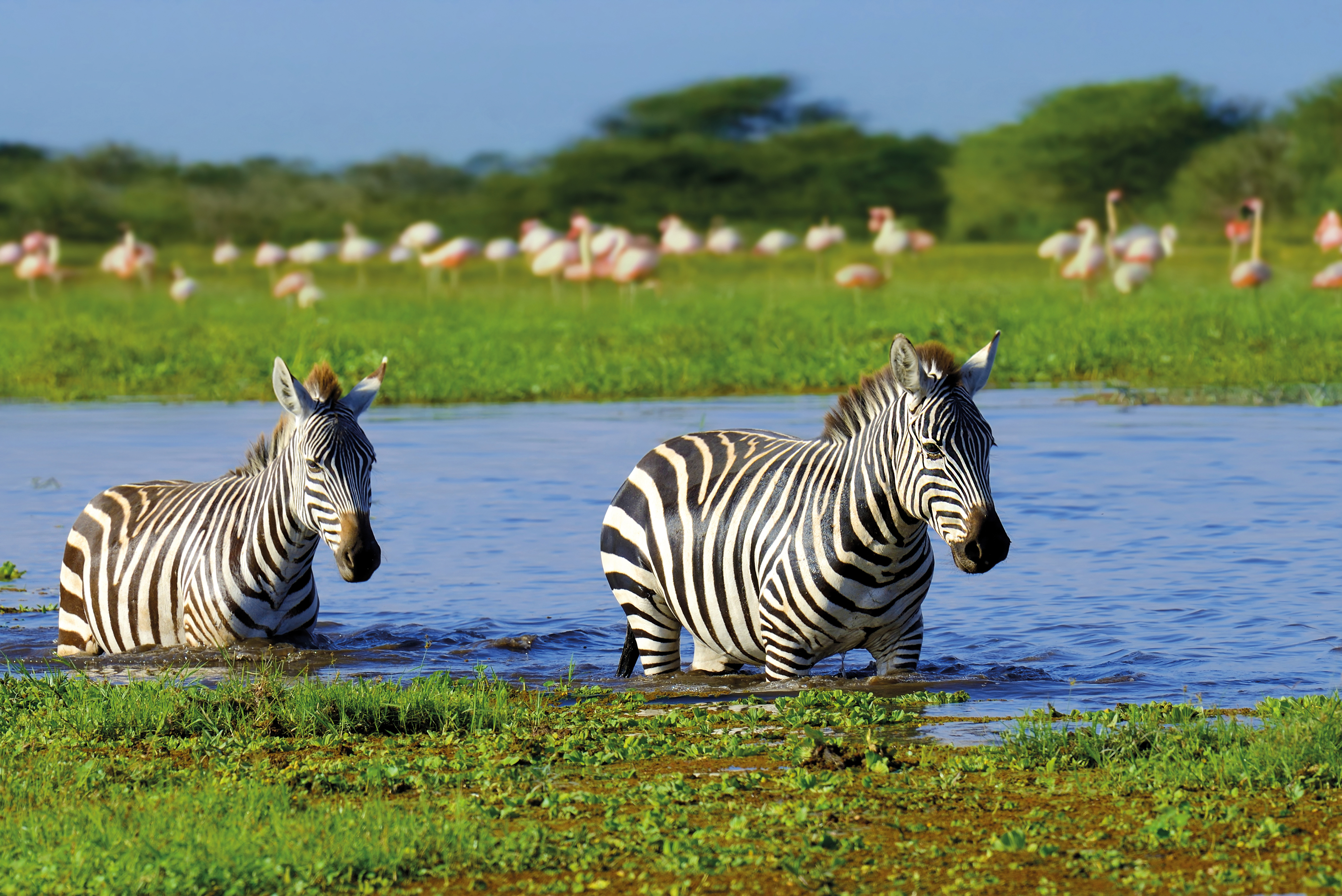 Shared safari minibus with multiple passengers at a park gate in Tanzania — representative of budget tier Tanzania safari packages