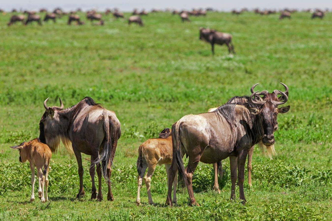 Newborn wildebeest calf taking its first steps on the Ndutu plains
