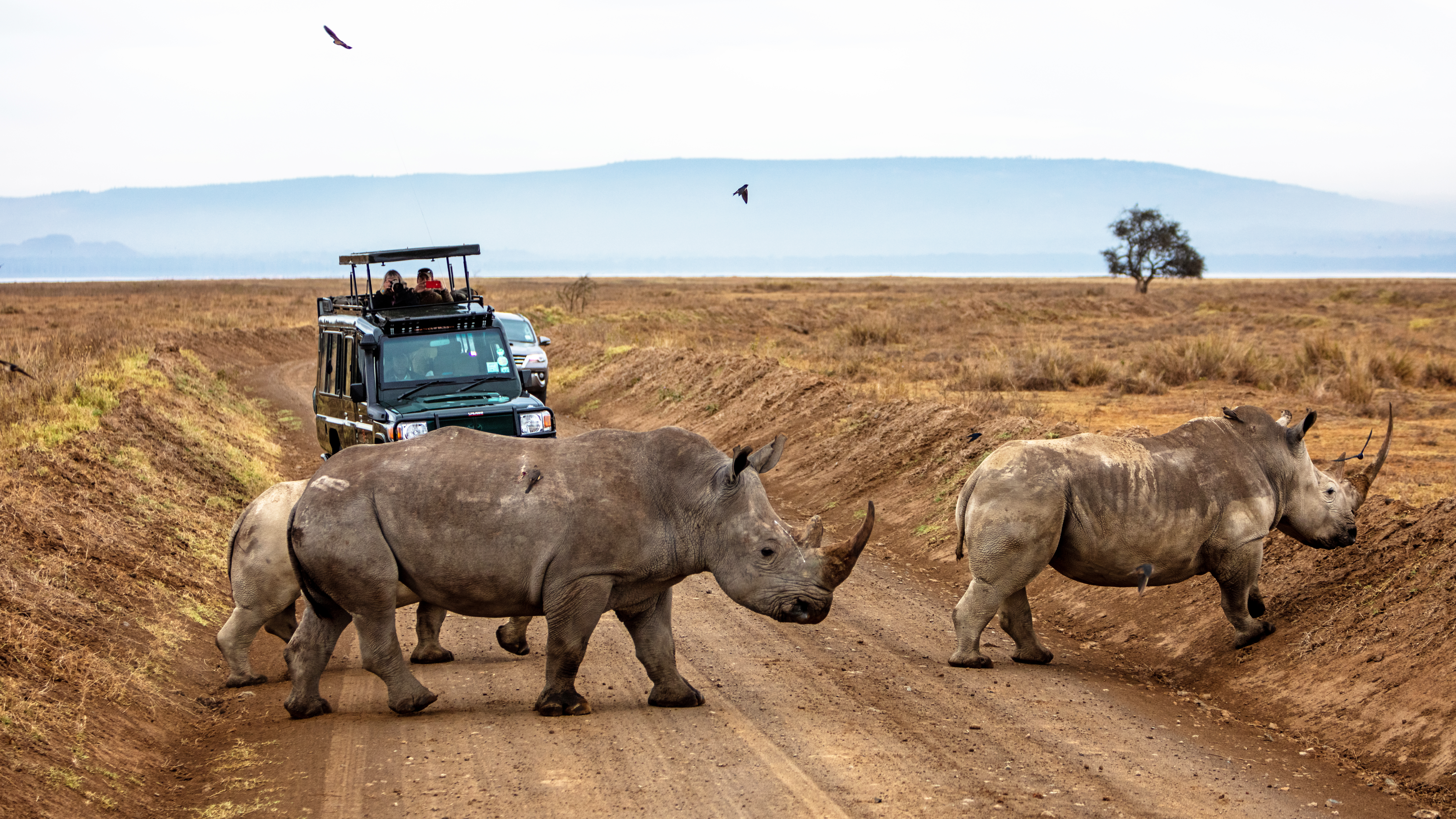Eco-Friendly Safaris: Sustainable Travel Tips in Tanzania