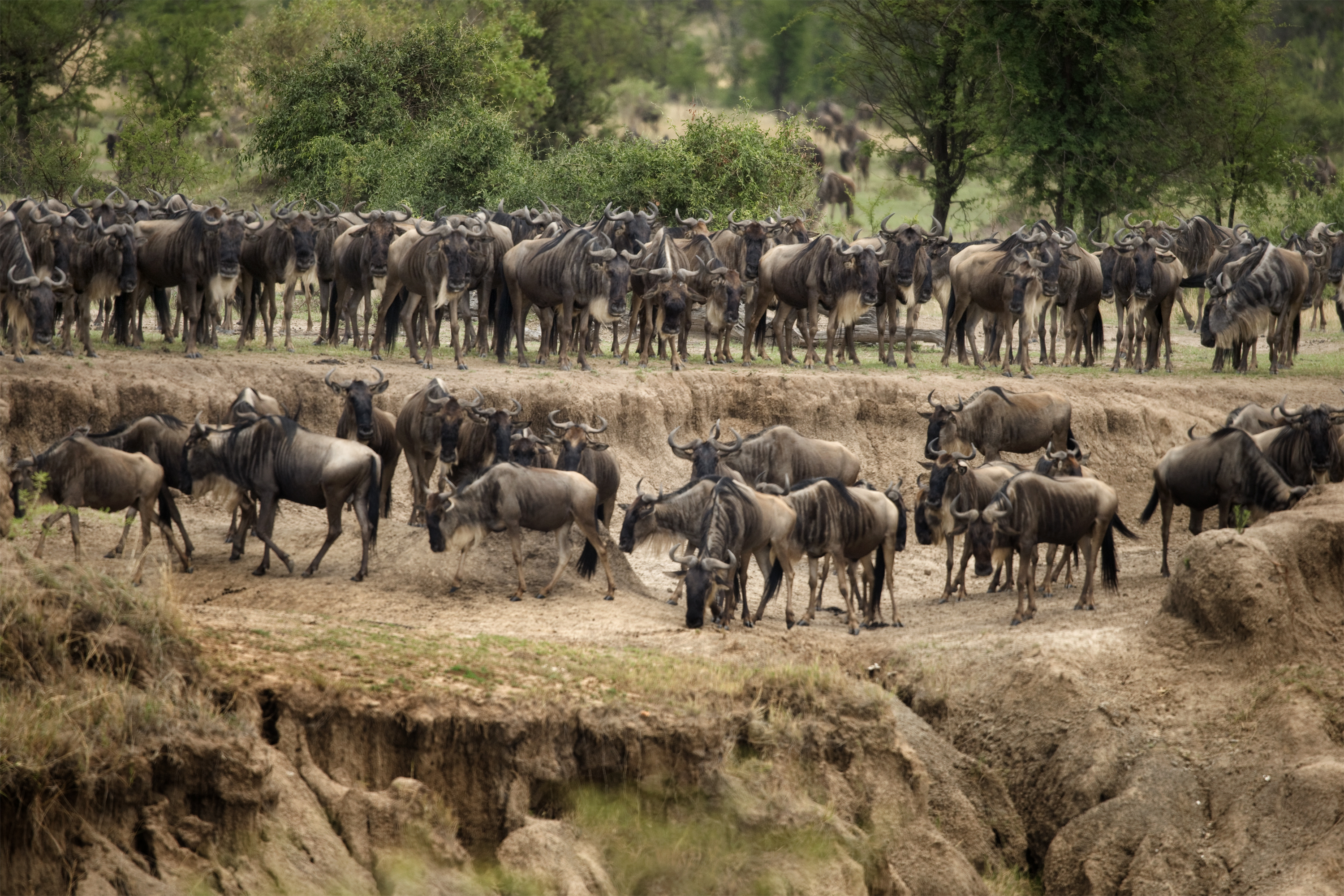 Thousands of wildebeest crossing the Mara River during the Great Migration in Tanzania's Serengeti — the most spectacular wildlife event in the world