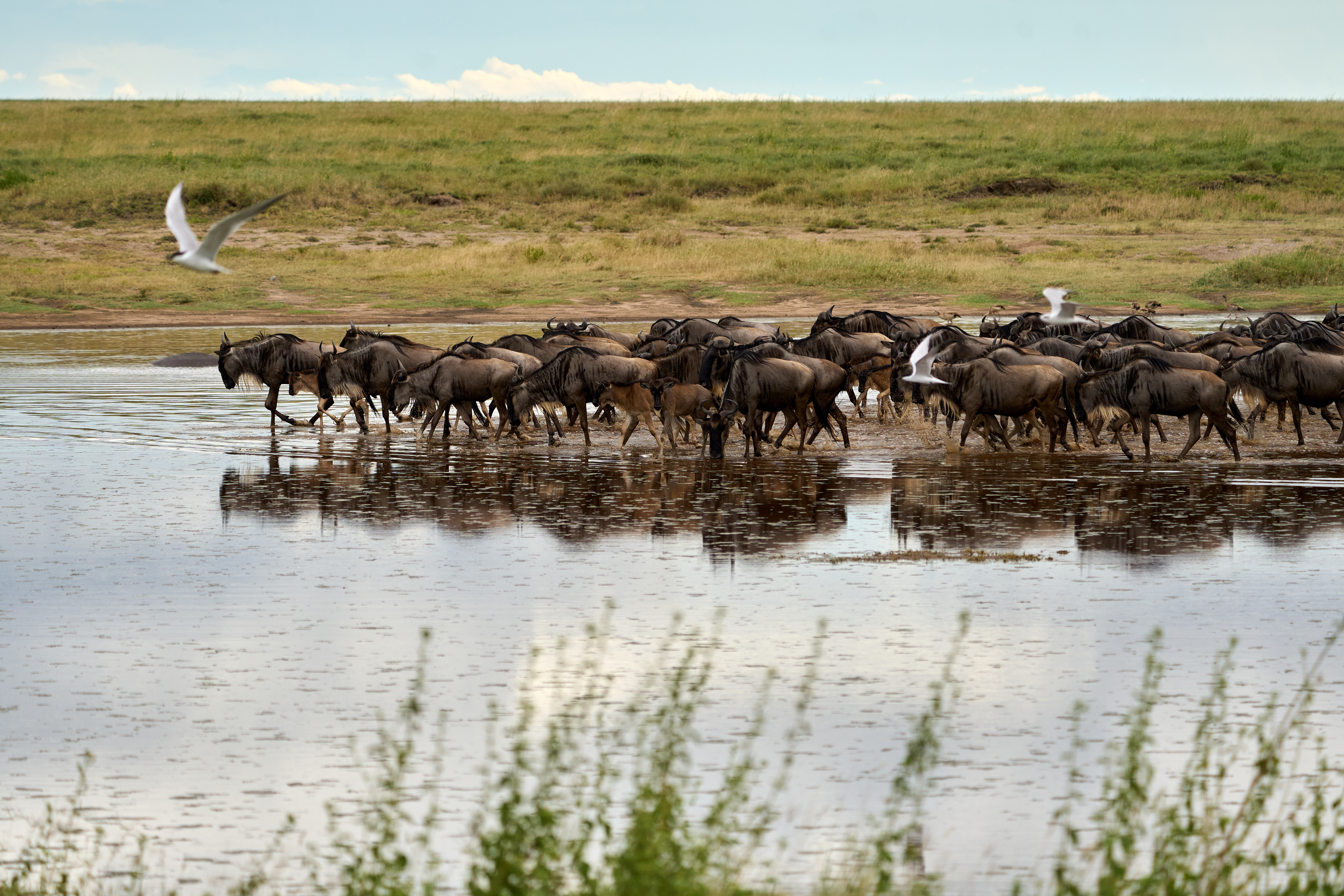 Wildebeest crossing the Mara River during the Great Migration between Tanzania's Serengeti and Kenya's Masai Mara