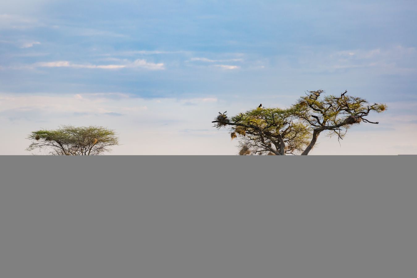 Lush green Serengeti plains after the short rains, with zebra grazing