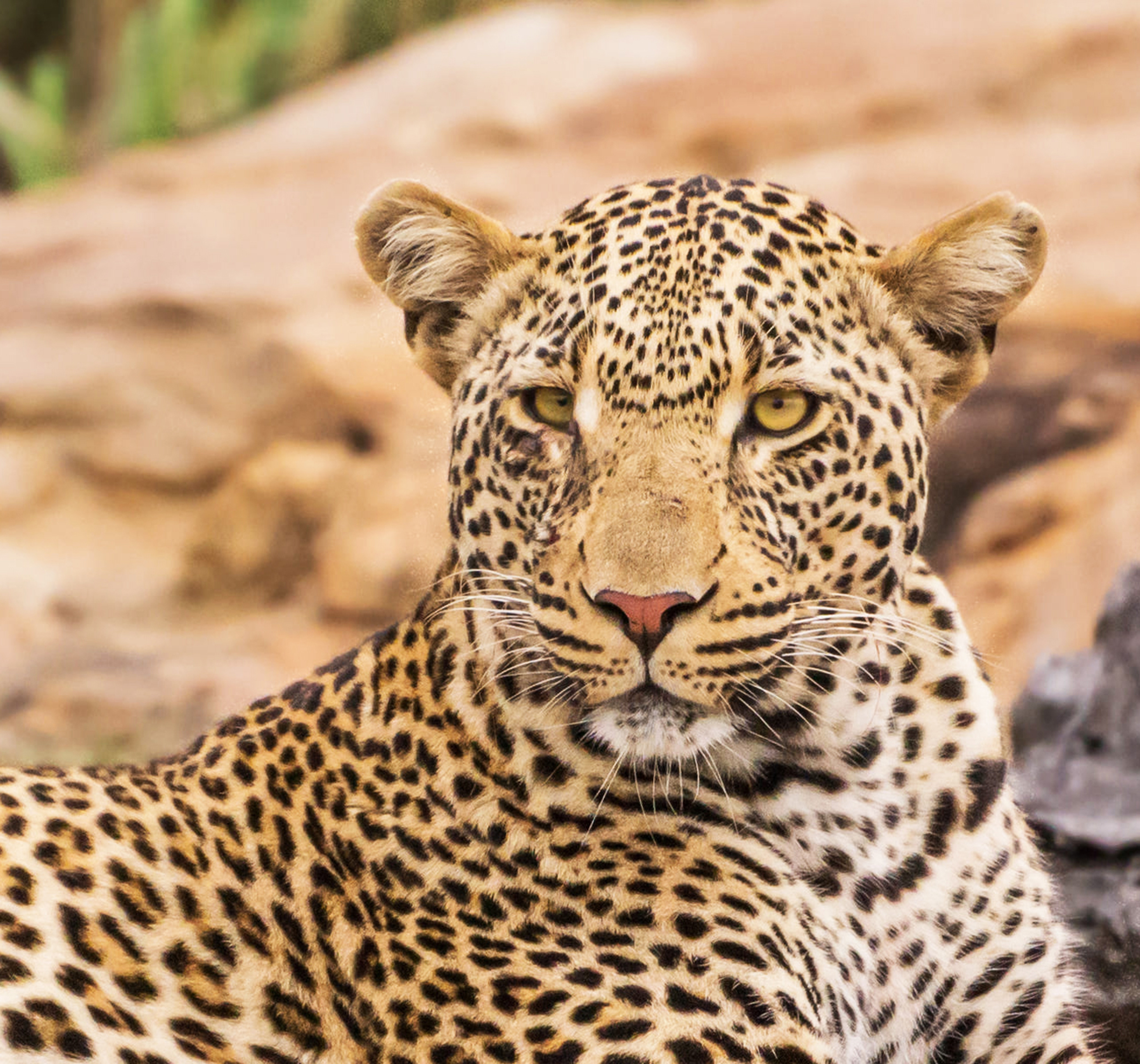 How to Book a Safari in Tanzania: A Step-by-Step Guide for Luxury Travellers | Sokwe Africa Safaris