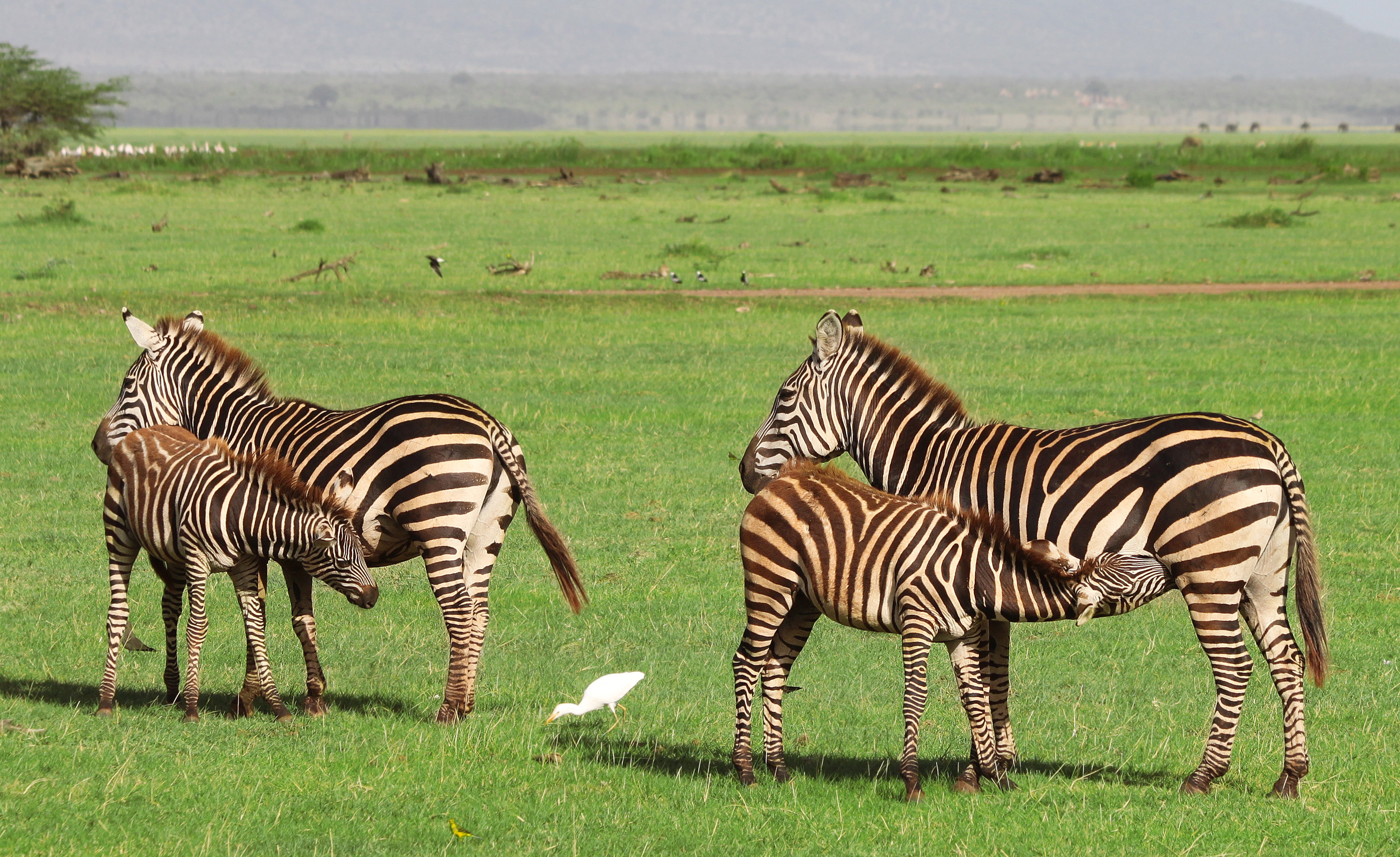 Kenya and Tanzania Safari — The Ultimate Combined Experience | Sokwe Africa Safari