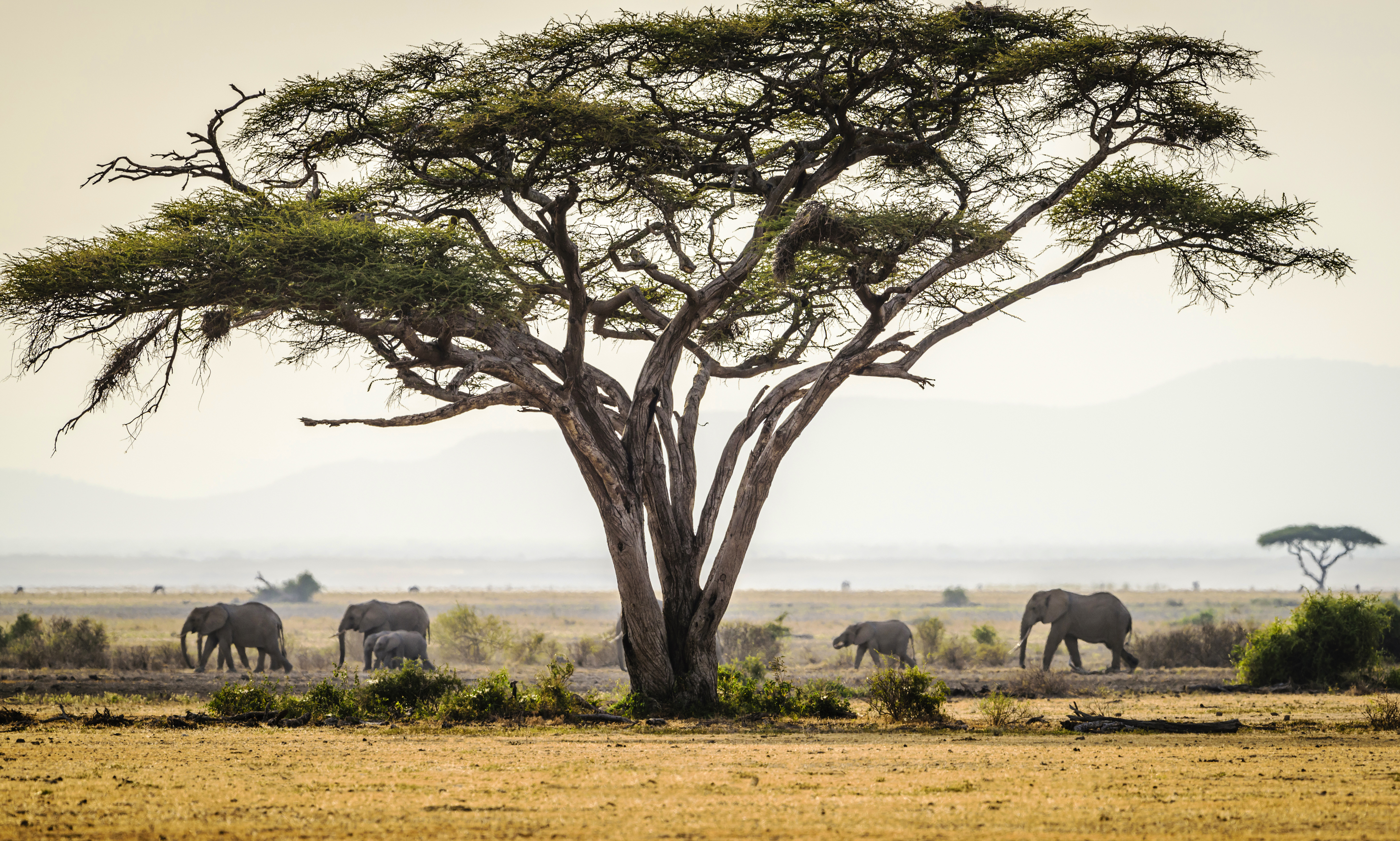 Split aerial view of Tanzania's Serengeti ecosystem and Kenya's Masai Mara conservancy — the two landscapes that define Kenya and Tanzania safaris combined