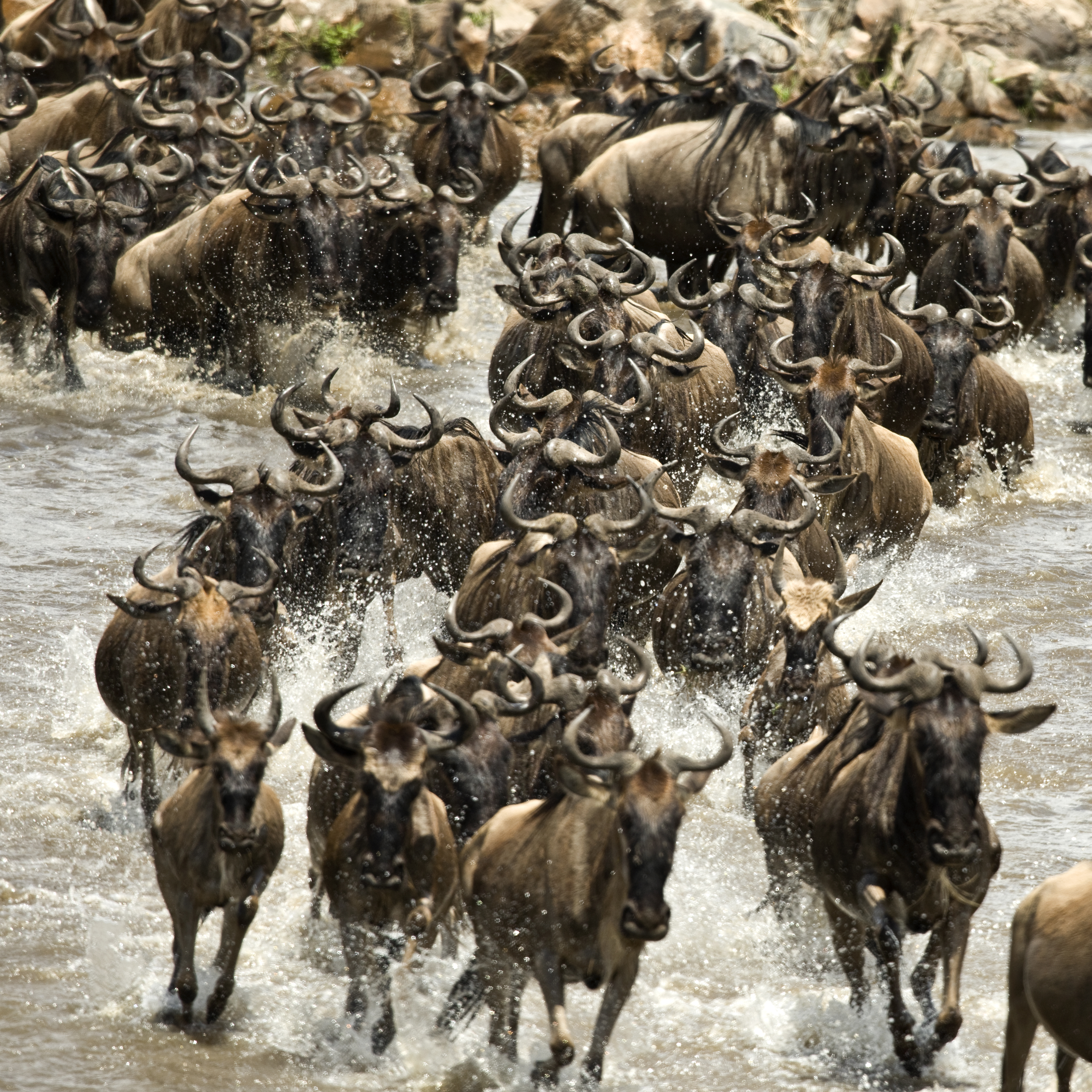 Massive wildebeest river crossing at the Mara River in Tanzania's northern Serengeti during peak migration season in July and August