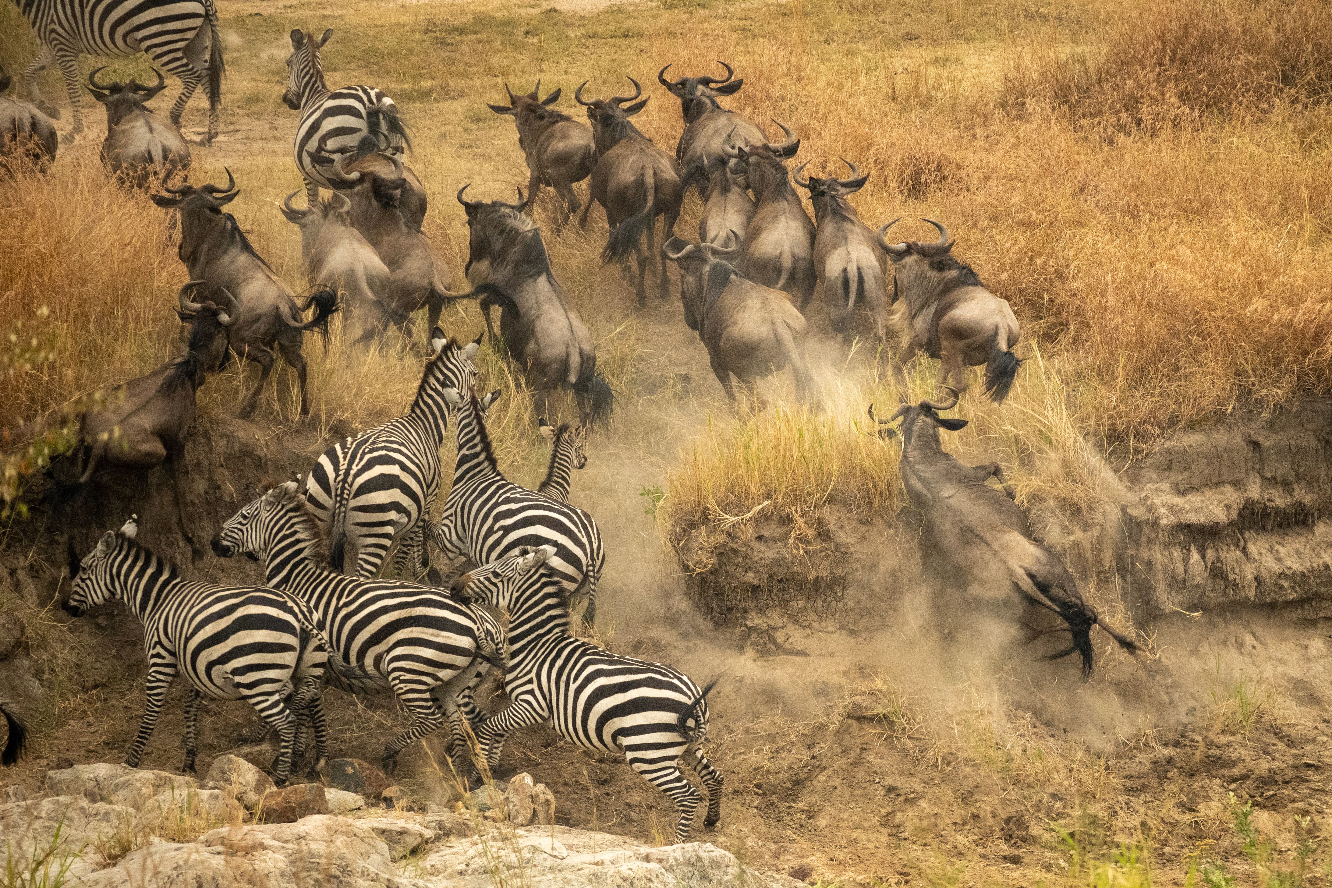 Peak wildebeest crossing at the Mara River with thousands entering the water simultaneously