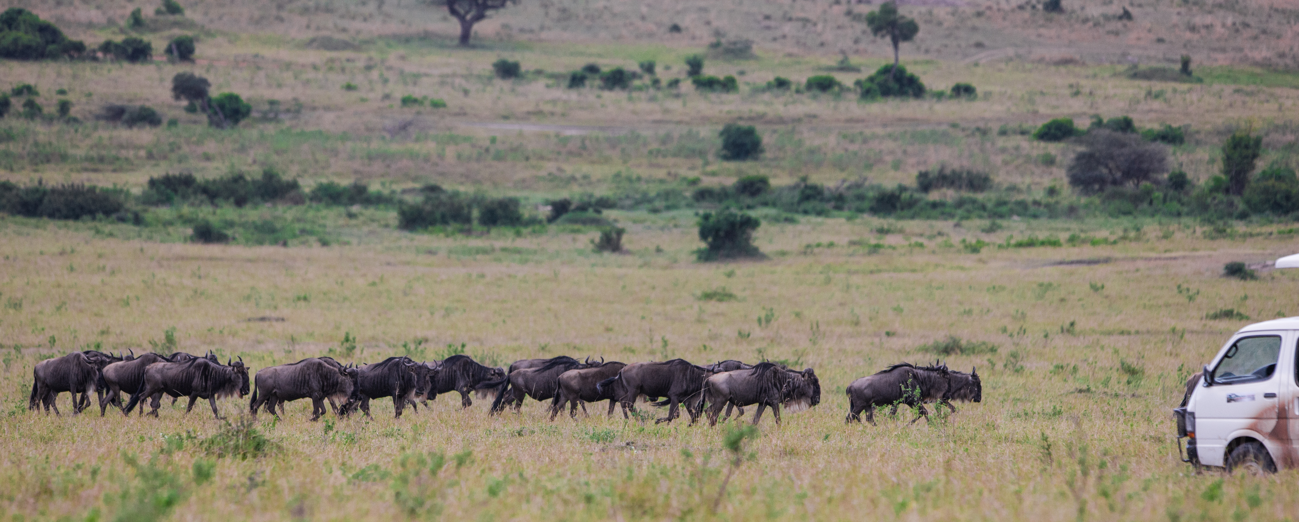 Luxury tented camp in a private Masai Mara conservancy in Kenya with exclusive plains views — the Kenya component of the ultimate combined safari
