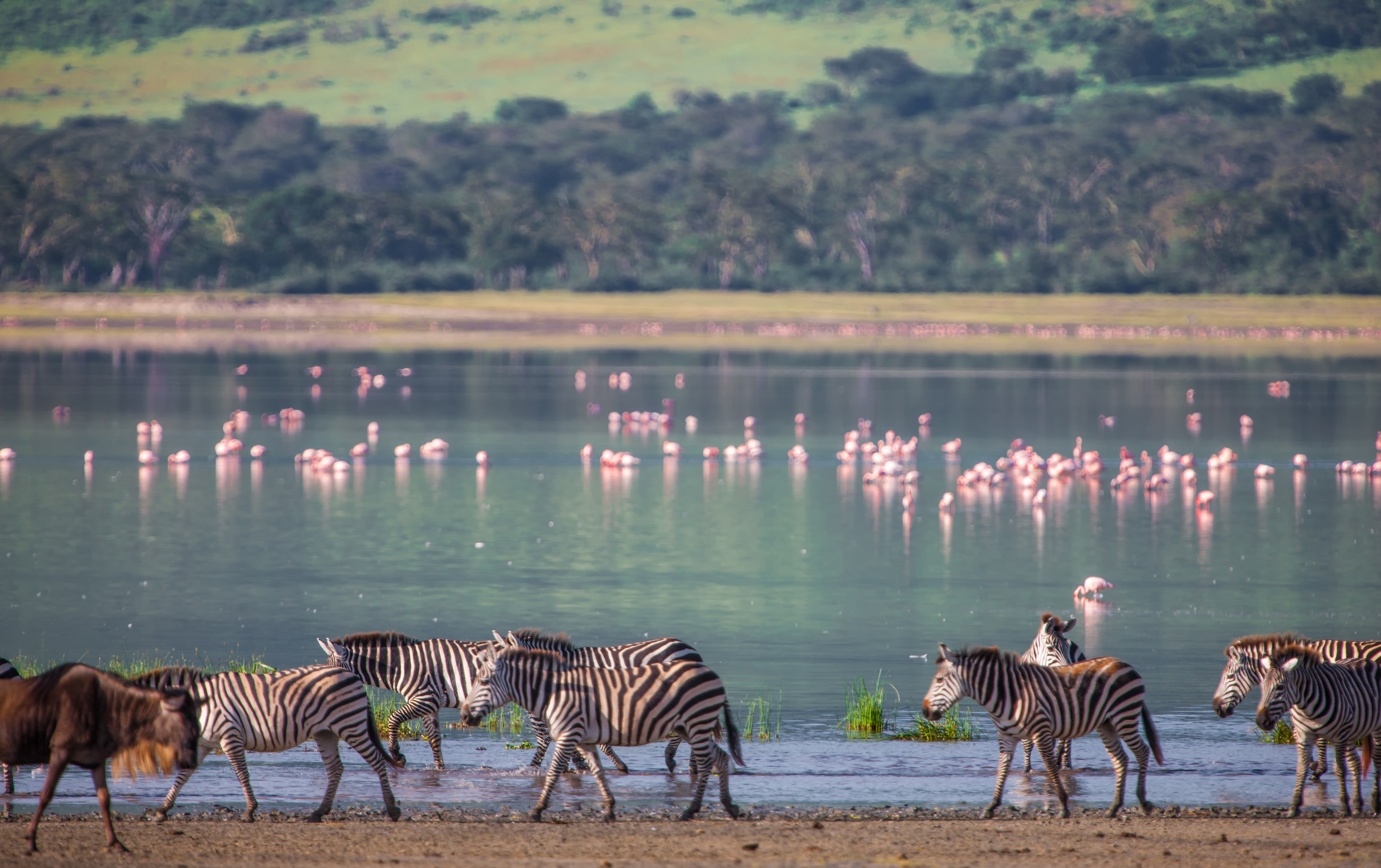 Private luxury safari vehicle on the floor of Tanzania's Ngorongoro Crater during a full-day game drive with lions visible in the grassland