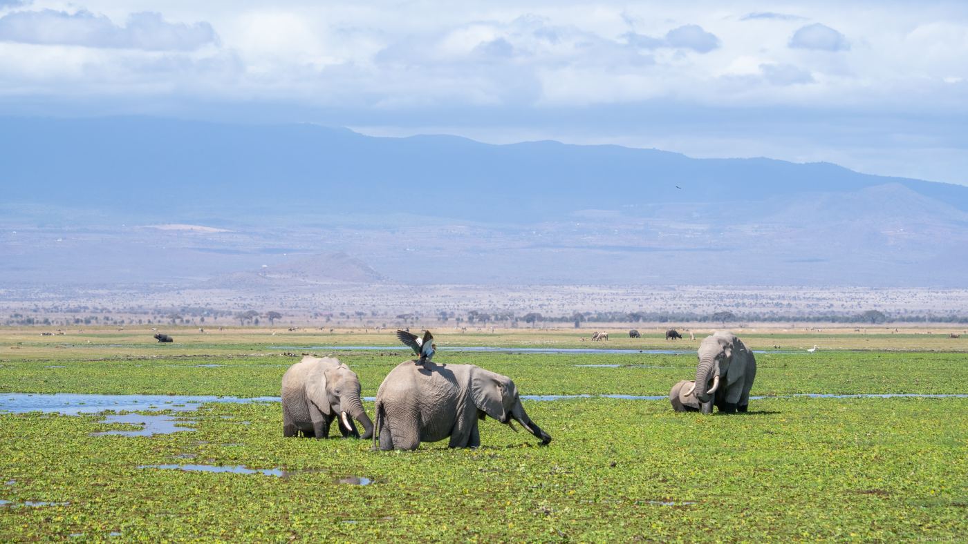 Serengeti vs Ngorongoro: Which Safari Destination Is Right for You? | Sokwe Africa Safaris