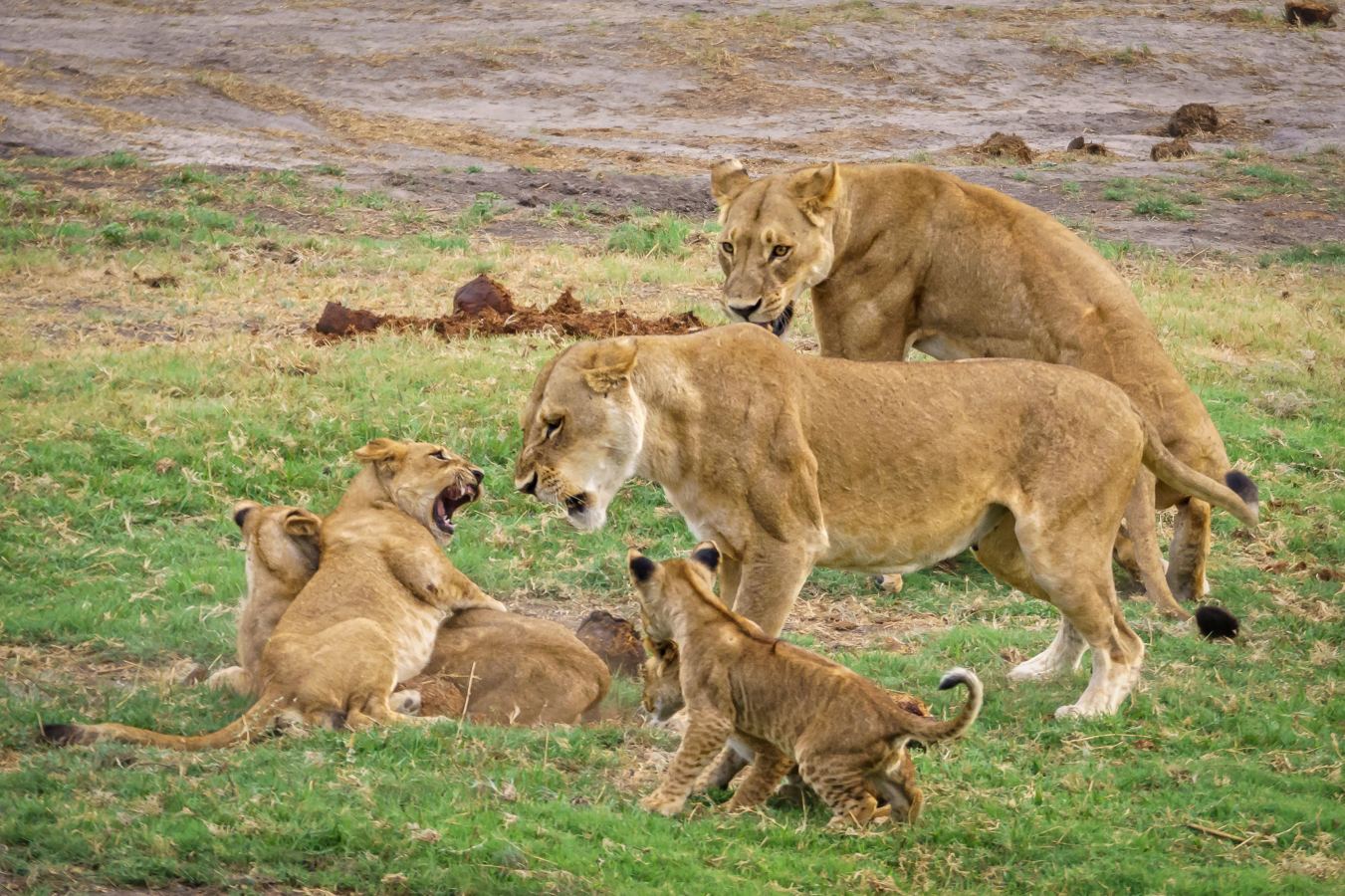 A pride of lions resting on the Ngorongoro Crater floor in the afternoon sun