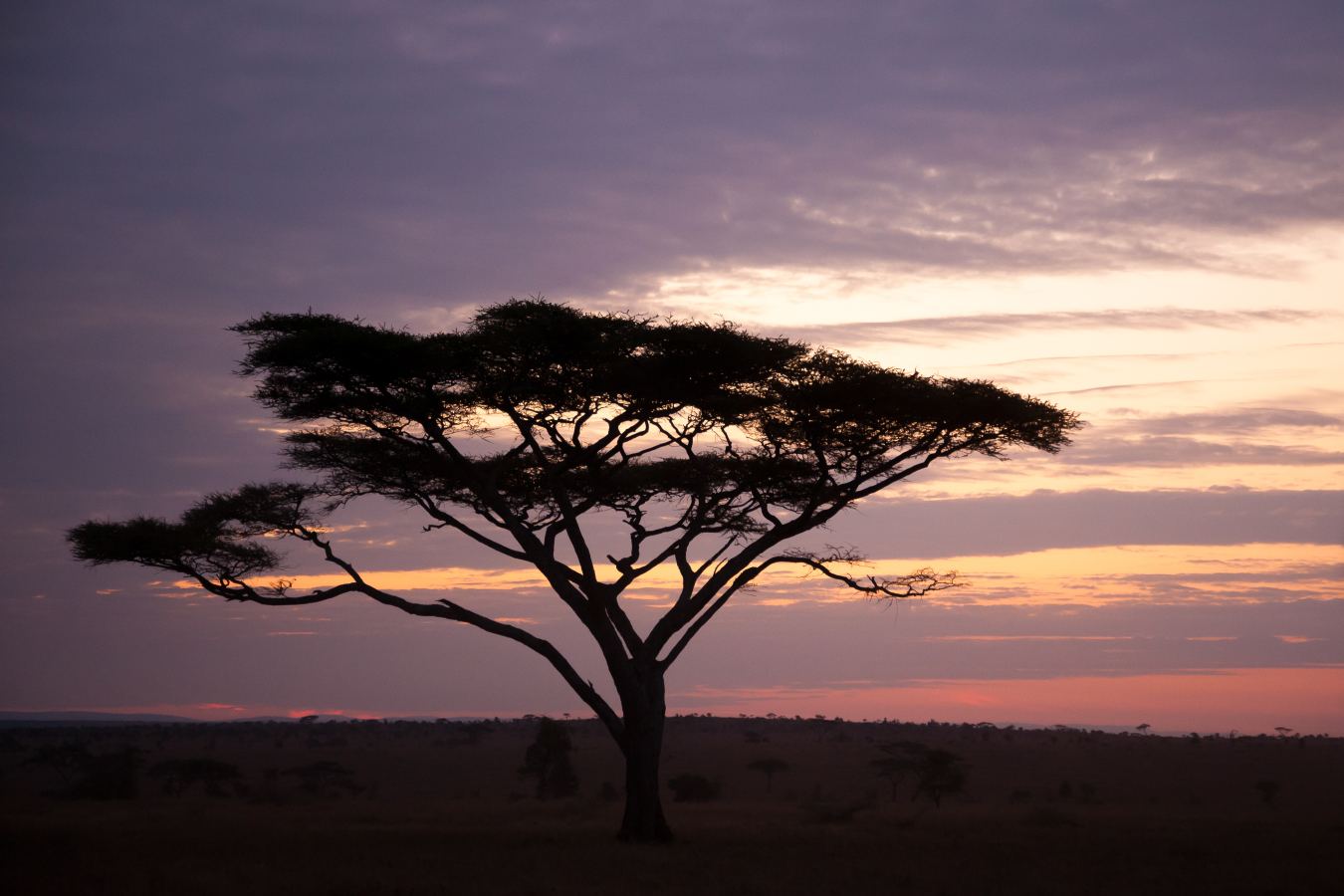How Many Days for a Tanzania Safari? The Honest Answer from Expert Guides | Sokwe Africa Safaris