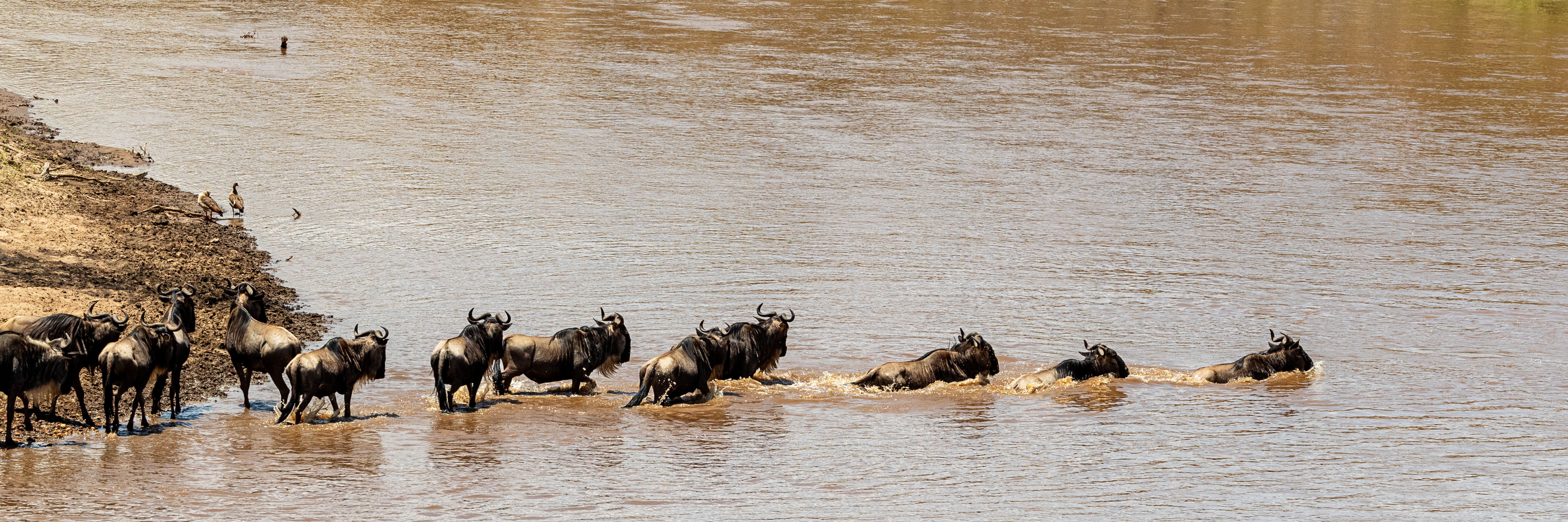 Wildebeest crossing the Mara River during the Great Migration in Tanzania's Serengeti National Park
