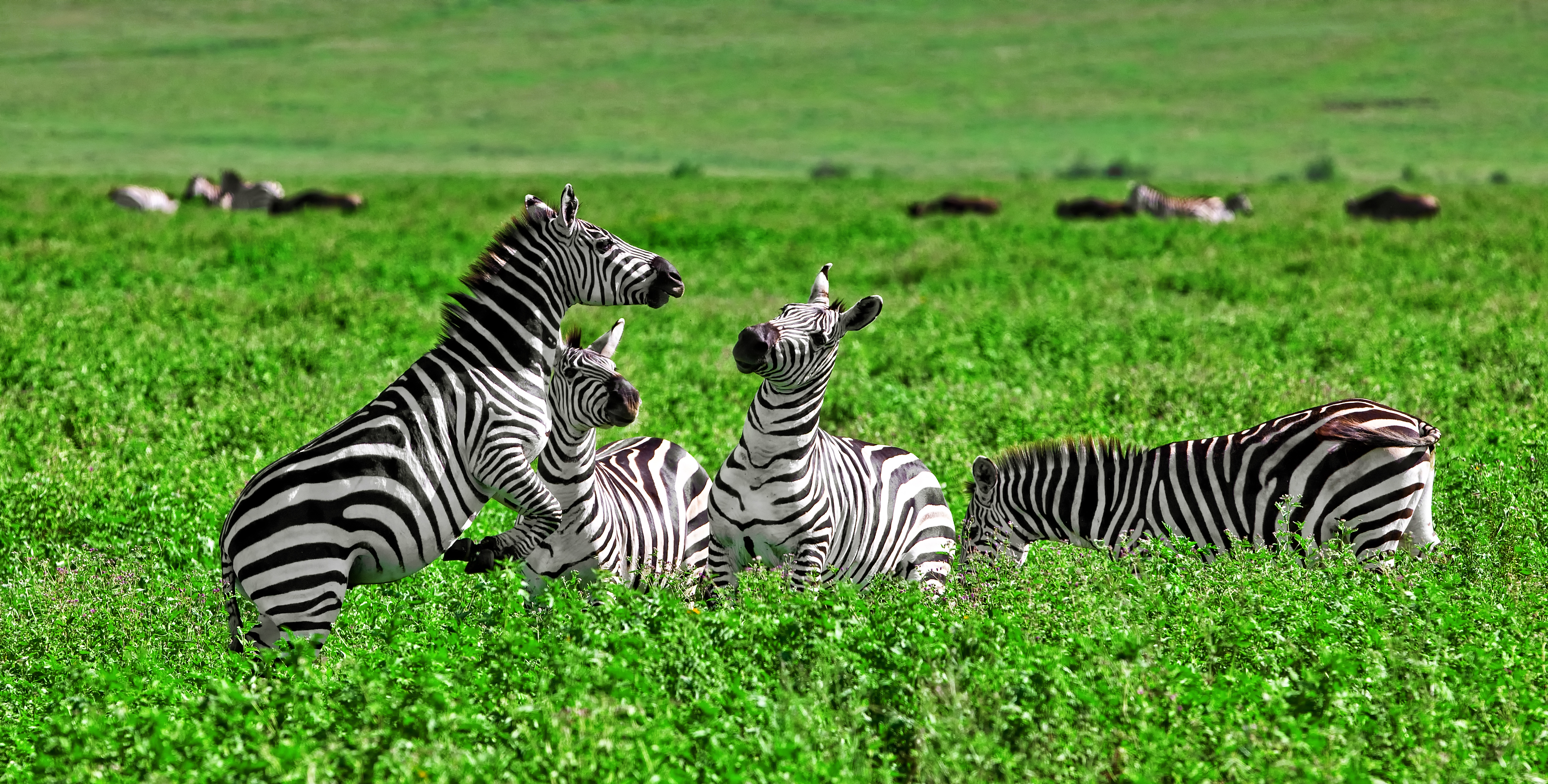 Lush green Serengeti after the short rains with zebra grazing on fresh grass