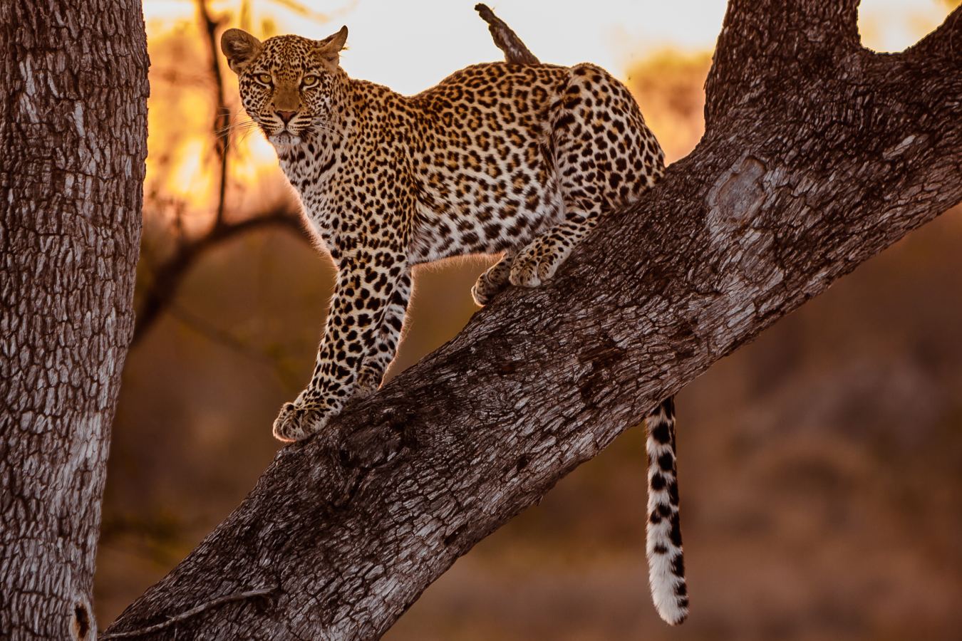 Leopard draped over an acacia branch in the Serengeti at golden hour
