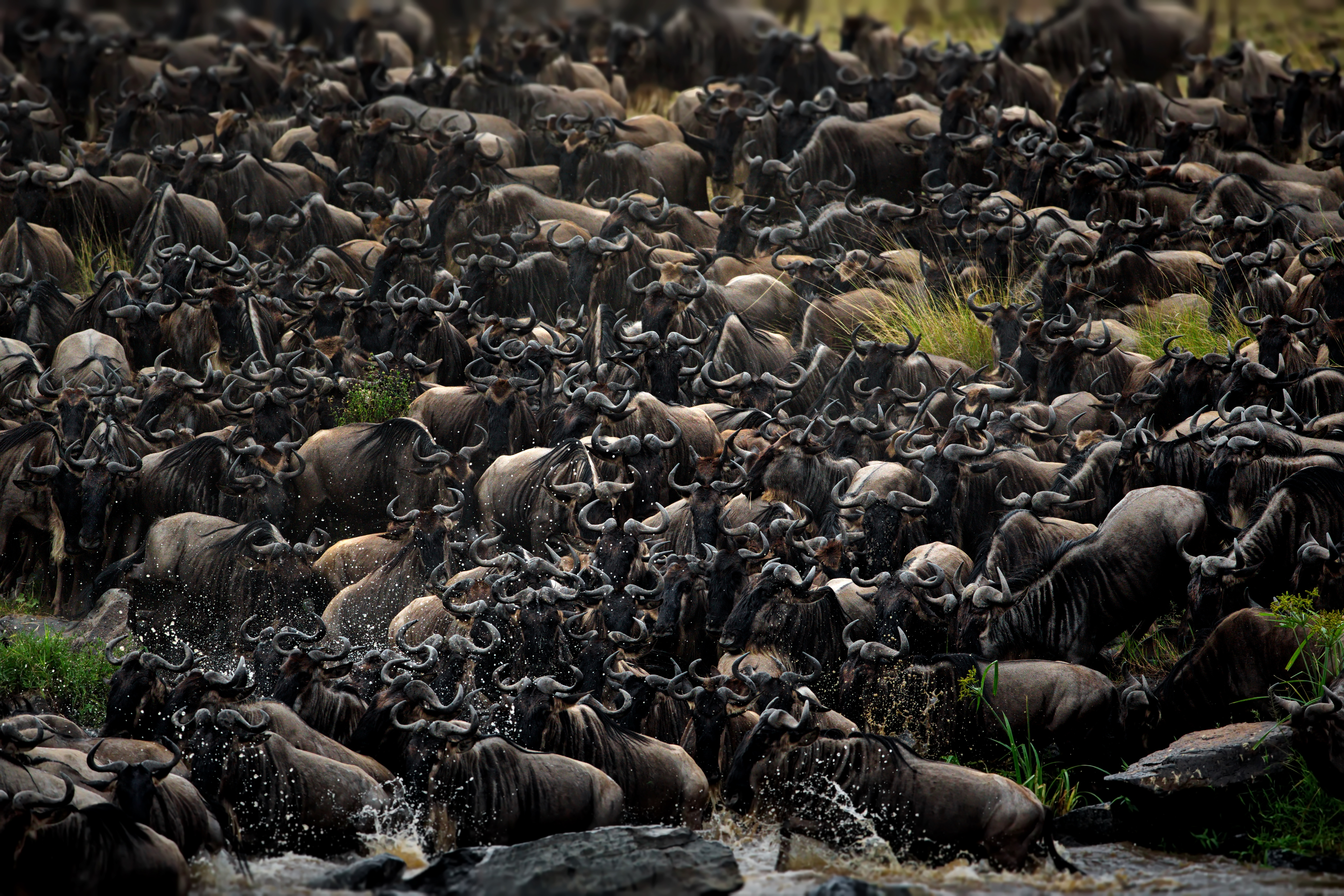 The Best Time of Year to Visit the Serengeti and Witness the Great Migration | Sokwe Africa Safaris