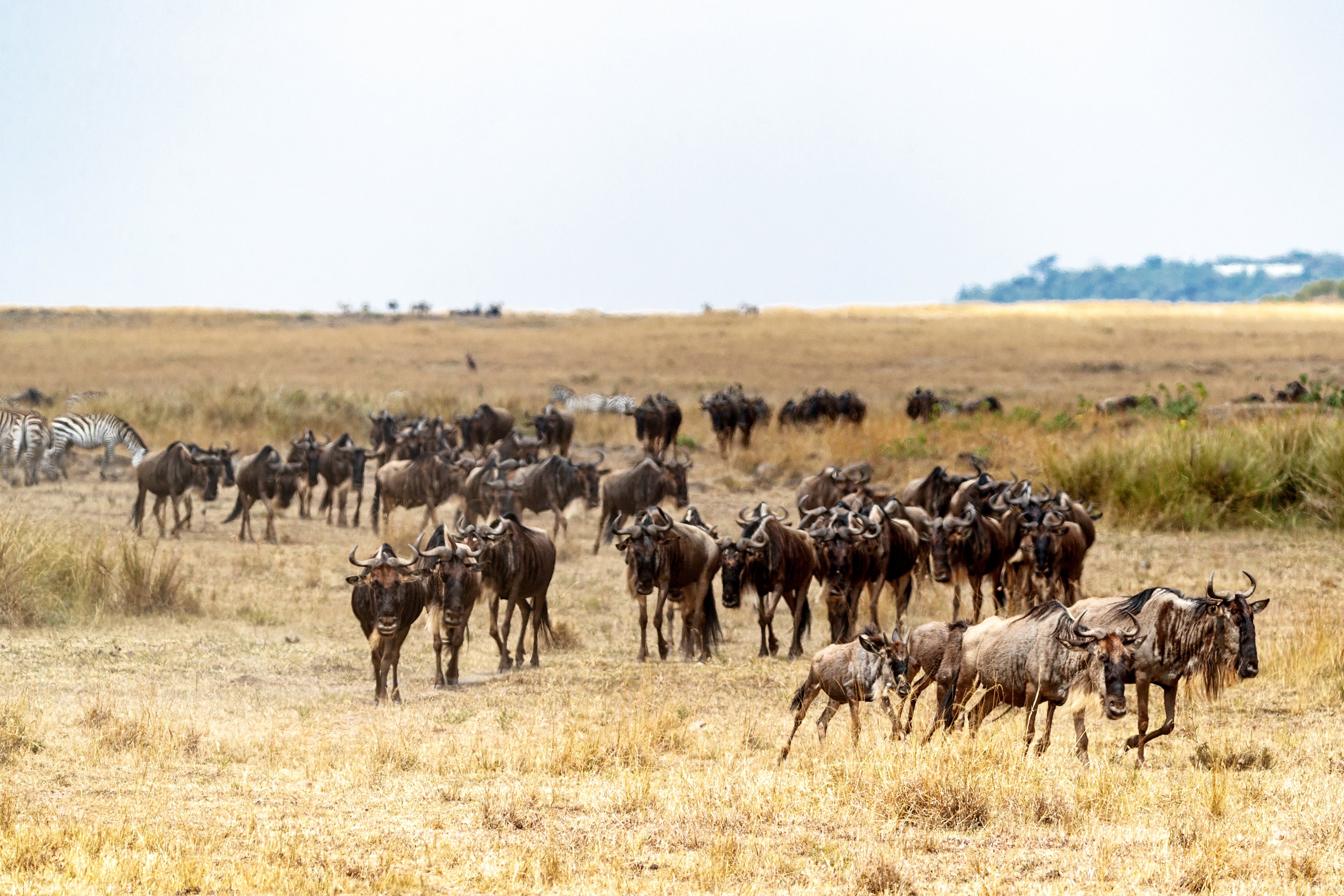 Luxury safari vehicle watching lions in the Serengeti during October as Tanzania's dry season reaches its golden conclusion