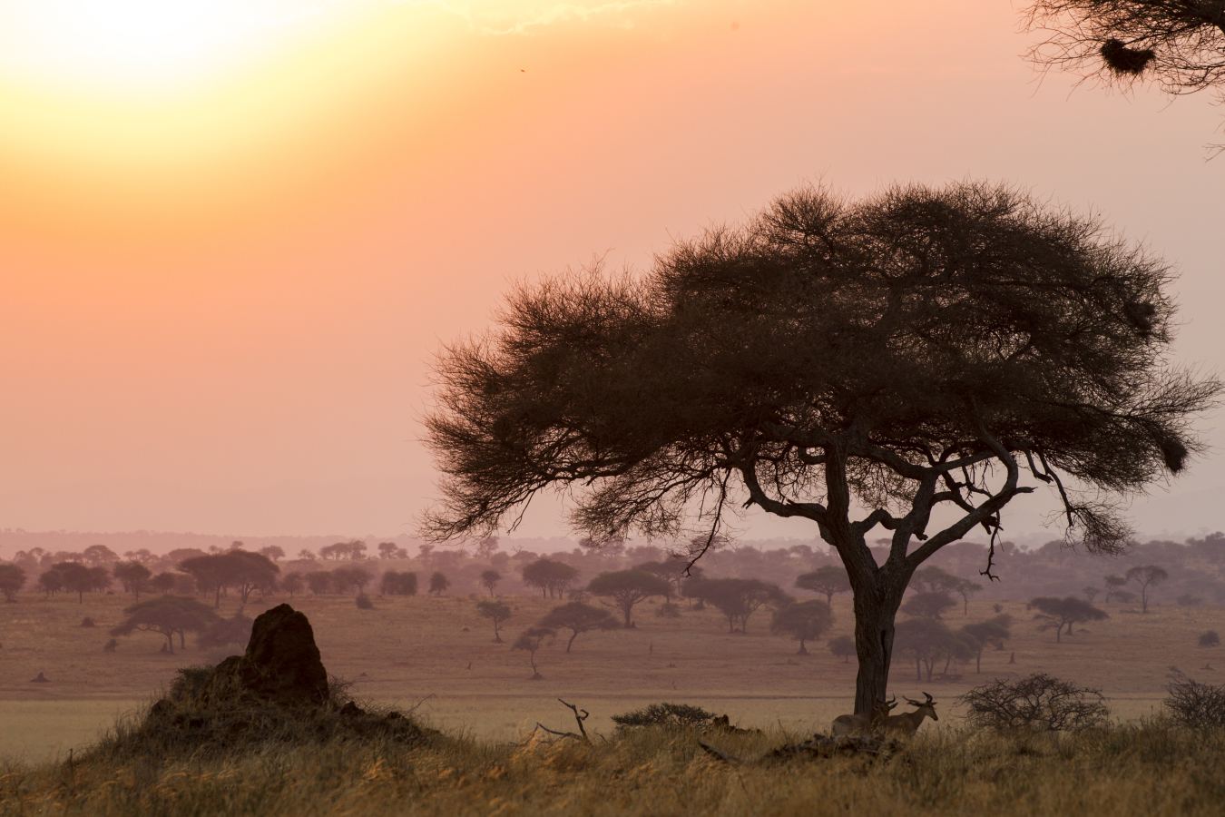 Best Time to Visit the Serengeti: A Month-by-Month Safari Guide | Sokwe Africa Safaris