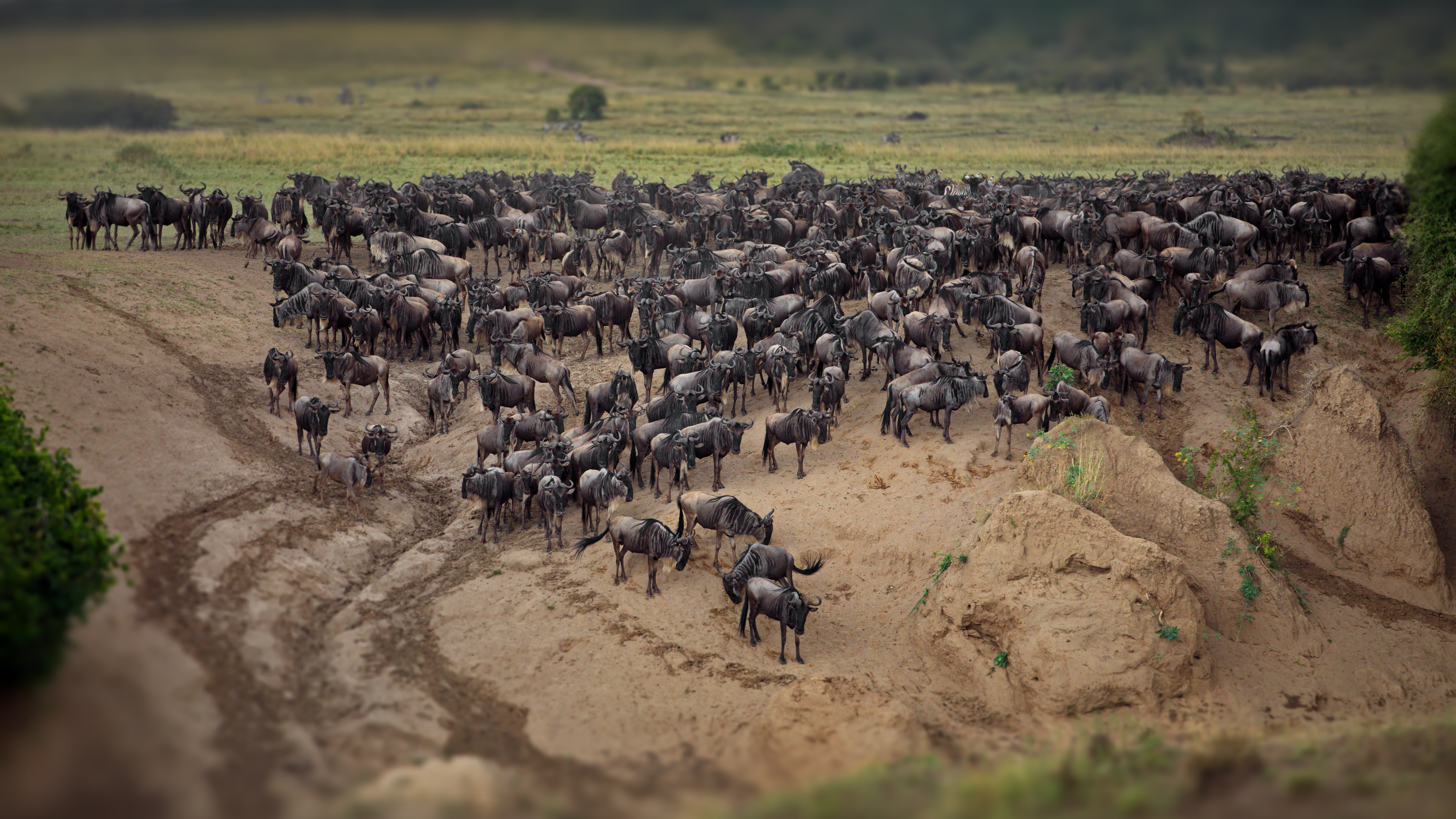 Private safari vehicle at dawn in Tanzania's Serengeti — the centrepiece of the Tanzania component in a combined Kenya and Tanzania safari planning guide