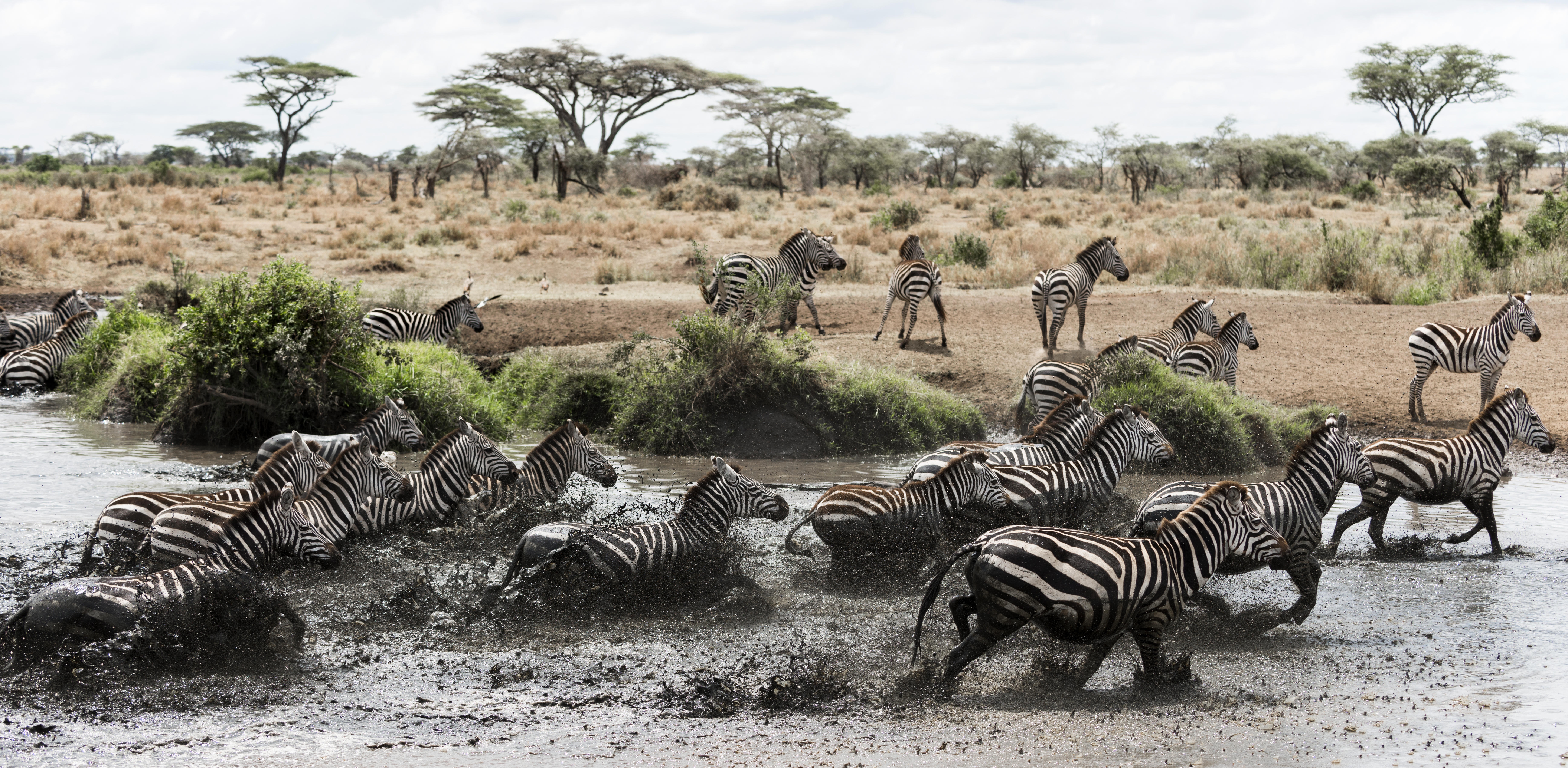 Tanzania Safari Cost Per Person in 2026: Luxury vs Mid-Range vs Budget | Sokwe Africa Safaris