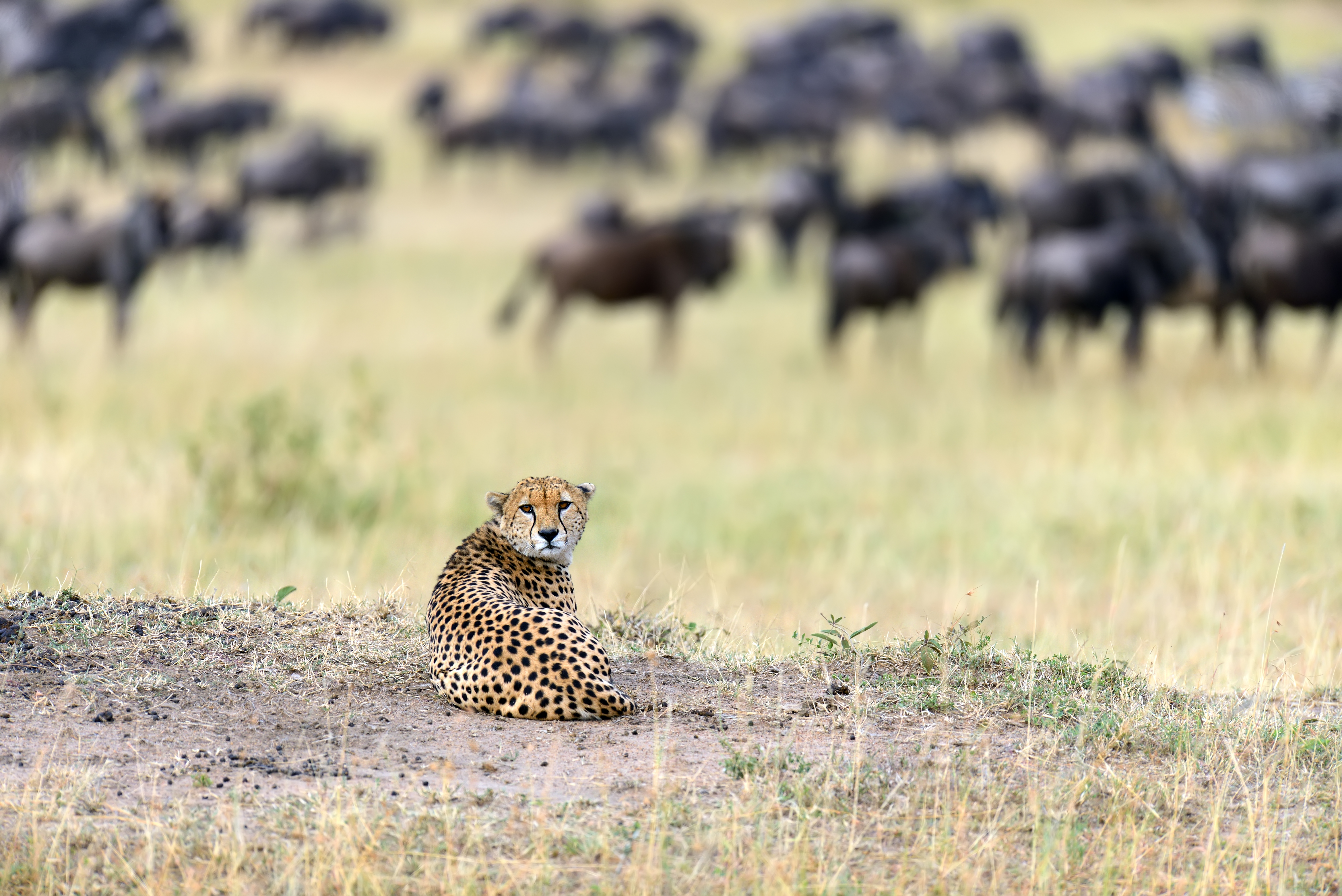 Tanzania Safari Itinerary: 7, 10 and 12-Day Luxury Plans for 2026 | Sokwe Africa Safaris