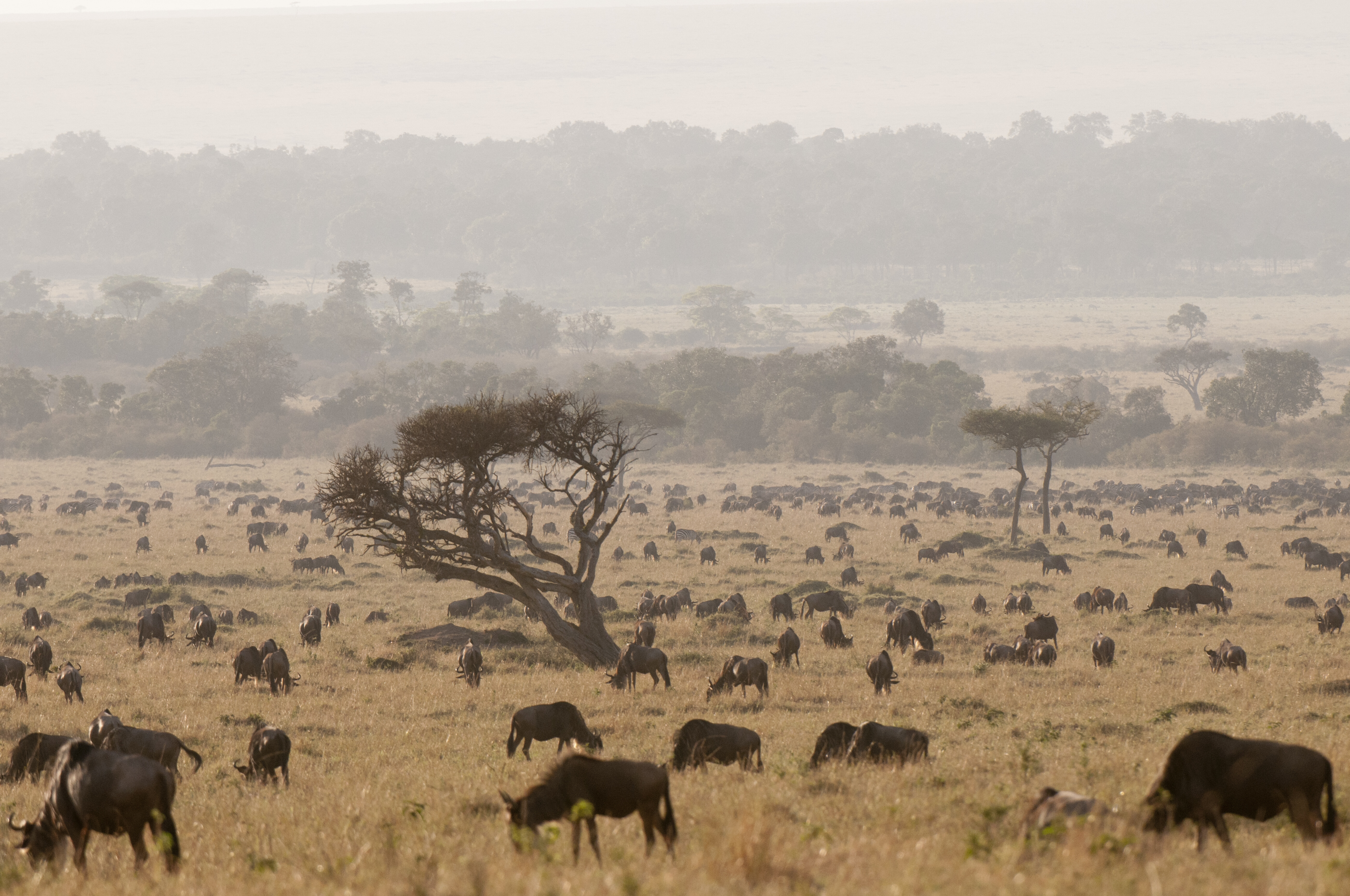 Split image showing Tanzania's Serengeti in dry season golden grass and lush green wet season landscape after the rains