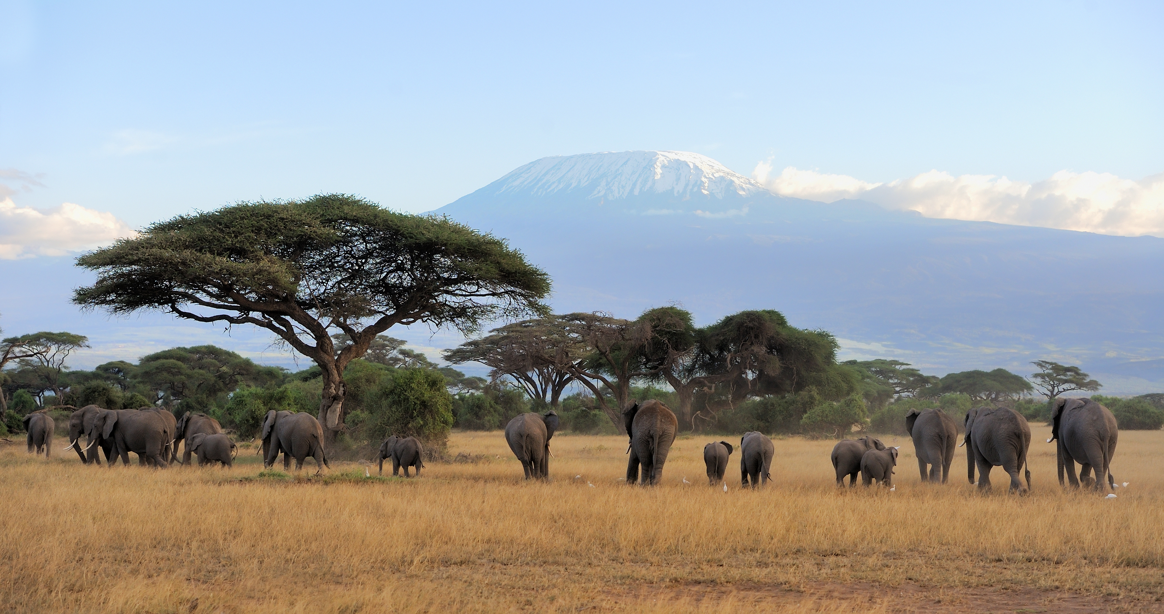 Tanzania safari seasonal calendar showing dry season, green season and migration phases — a visual guide to the best time to visit Tanzania for safari