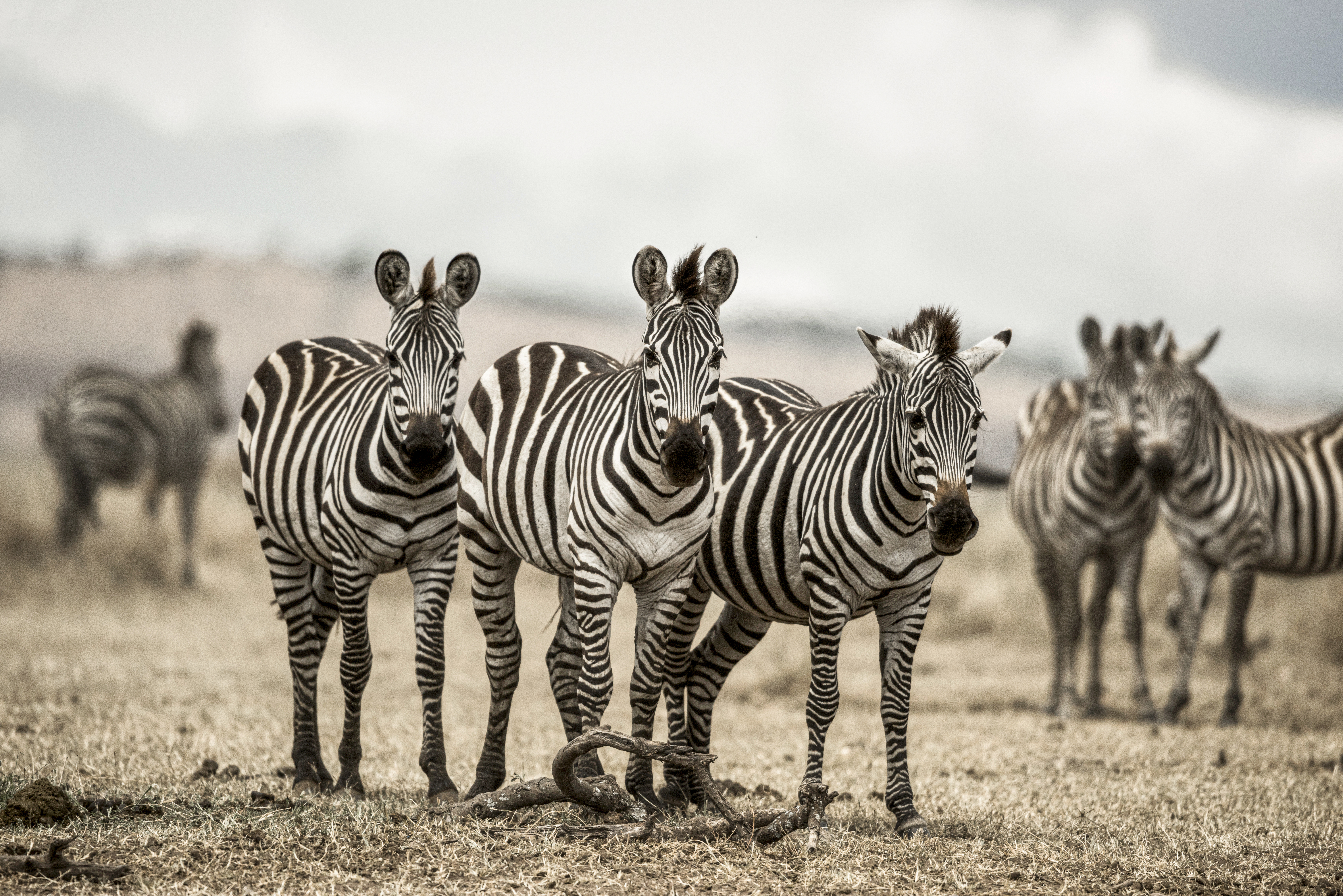 A Complete Guide to Tanzania's Most Iconic Wildlife Parks | Sokwe Africa Safaris