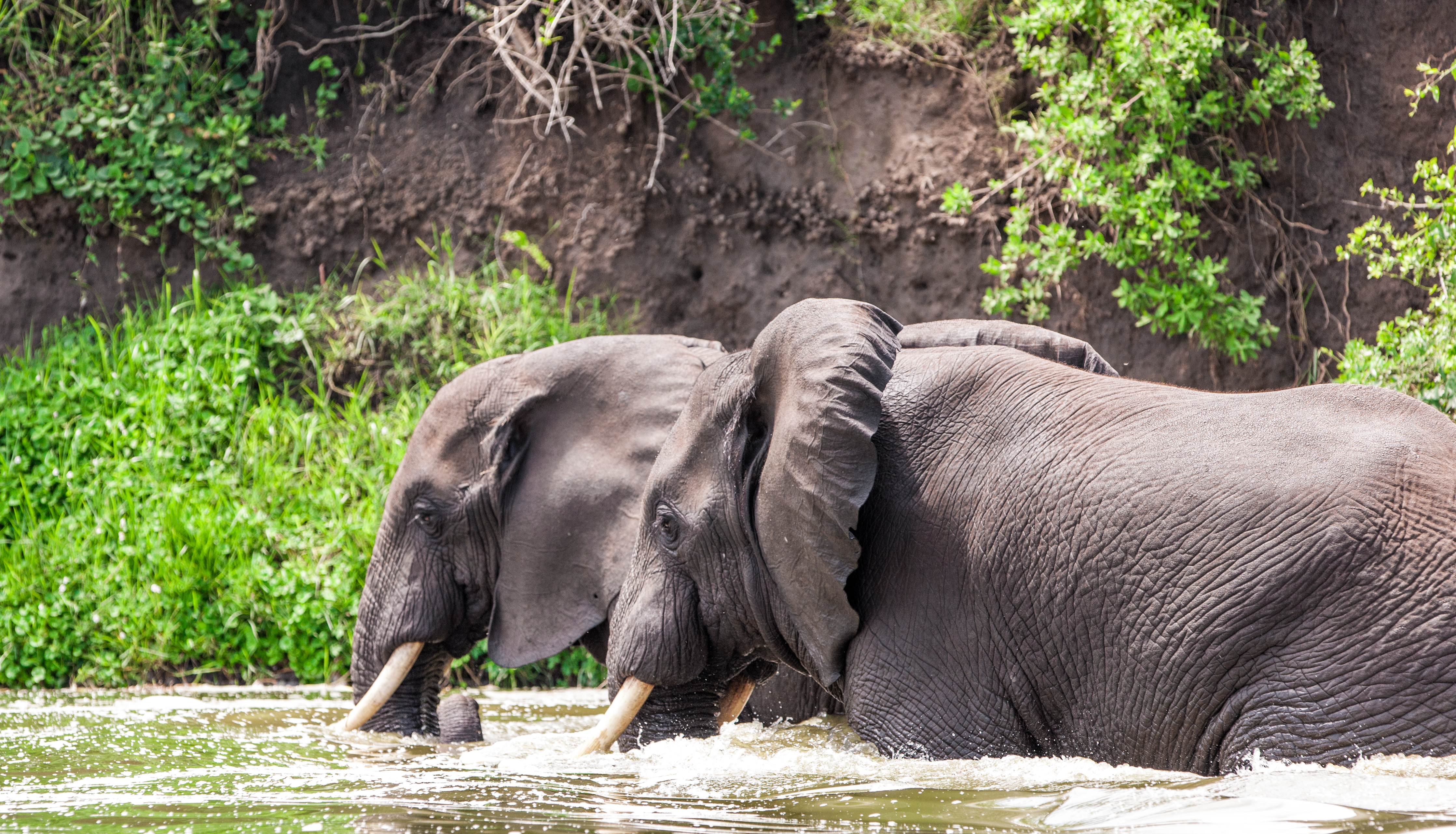 Massive elephant herd crossing the Tarangire River during the dry season