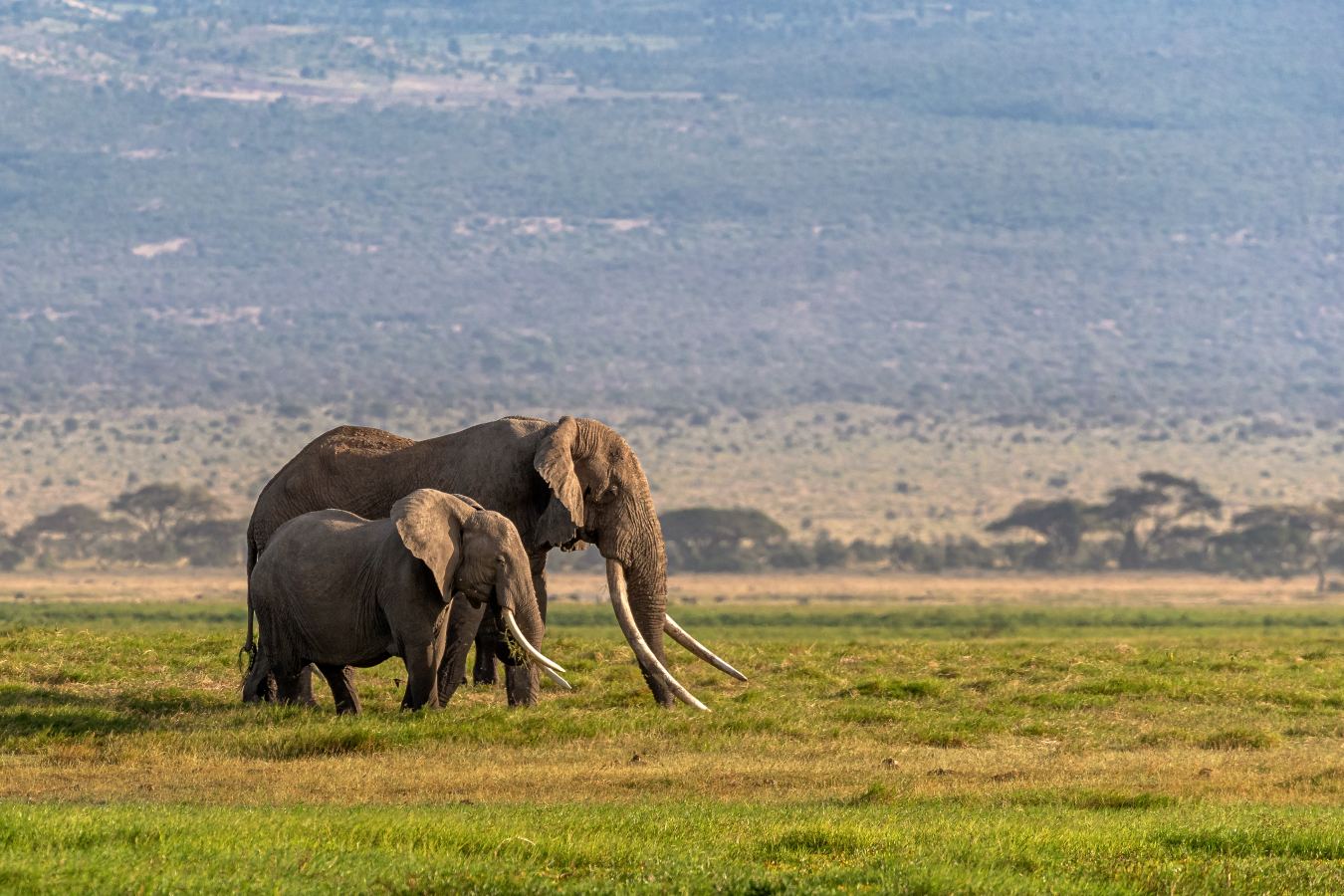 Large elephant herd crossing the dry Tarangire River bed in the golden afternoon light