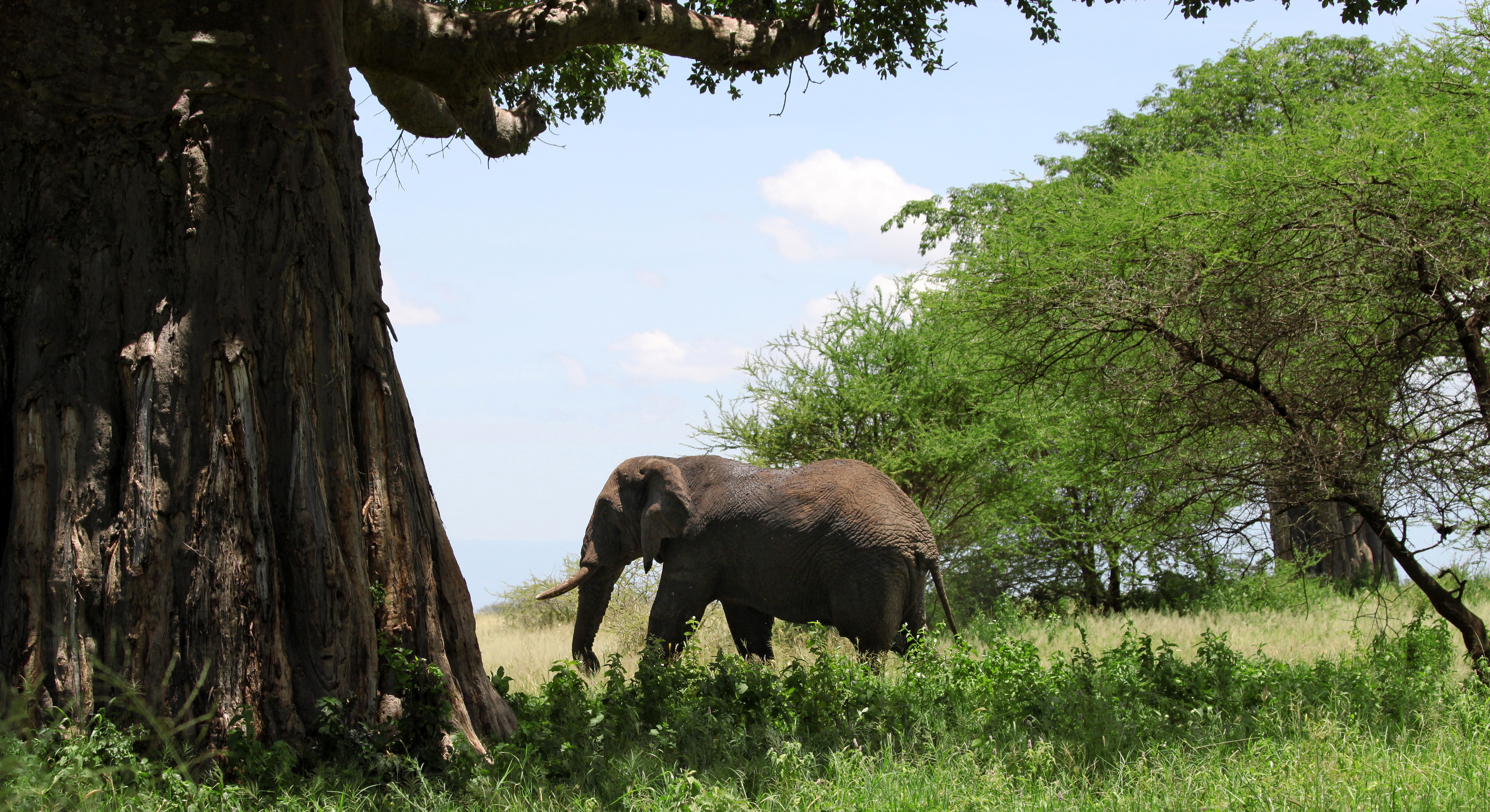 Herd of elephants moving through Tanzania's Tarangire National Park at sunset among ancient baobab trees on a 10-day luxury safari itinerary