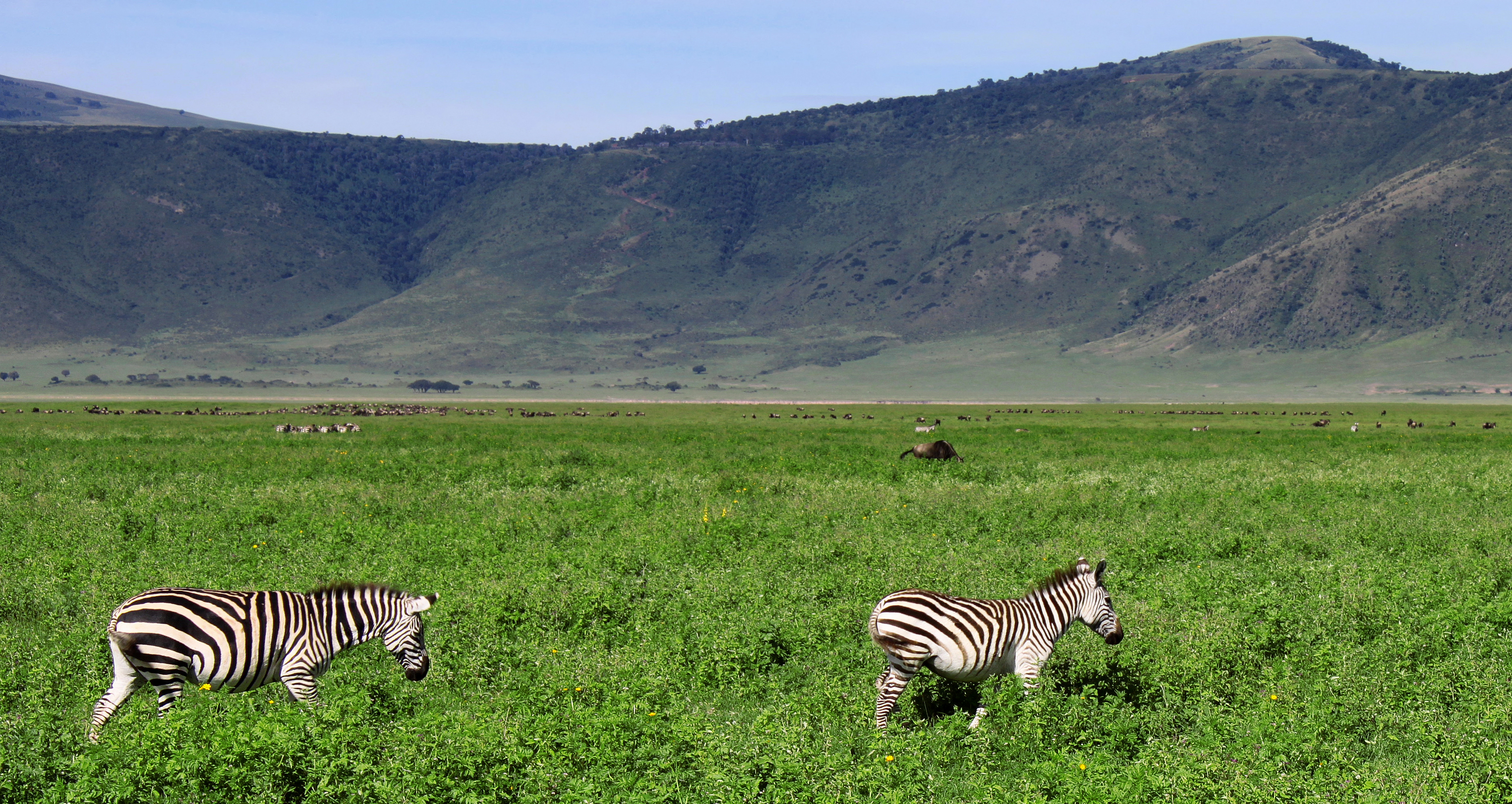 Elephant herd in Tanzania's Tarangire National Park with ancient baobab trees — part of the Tanzania component of a combined Kenya and Tanzania safari