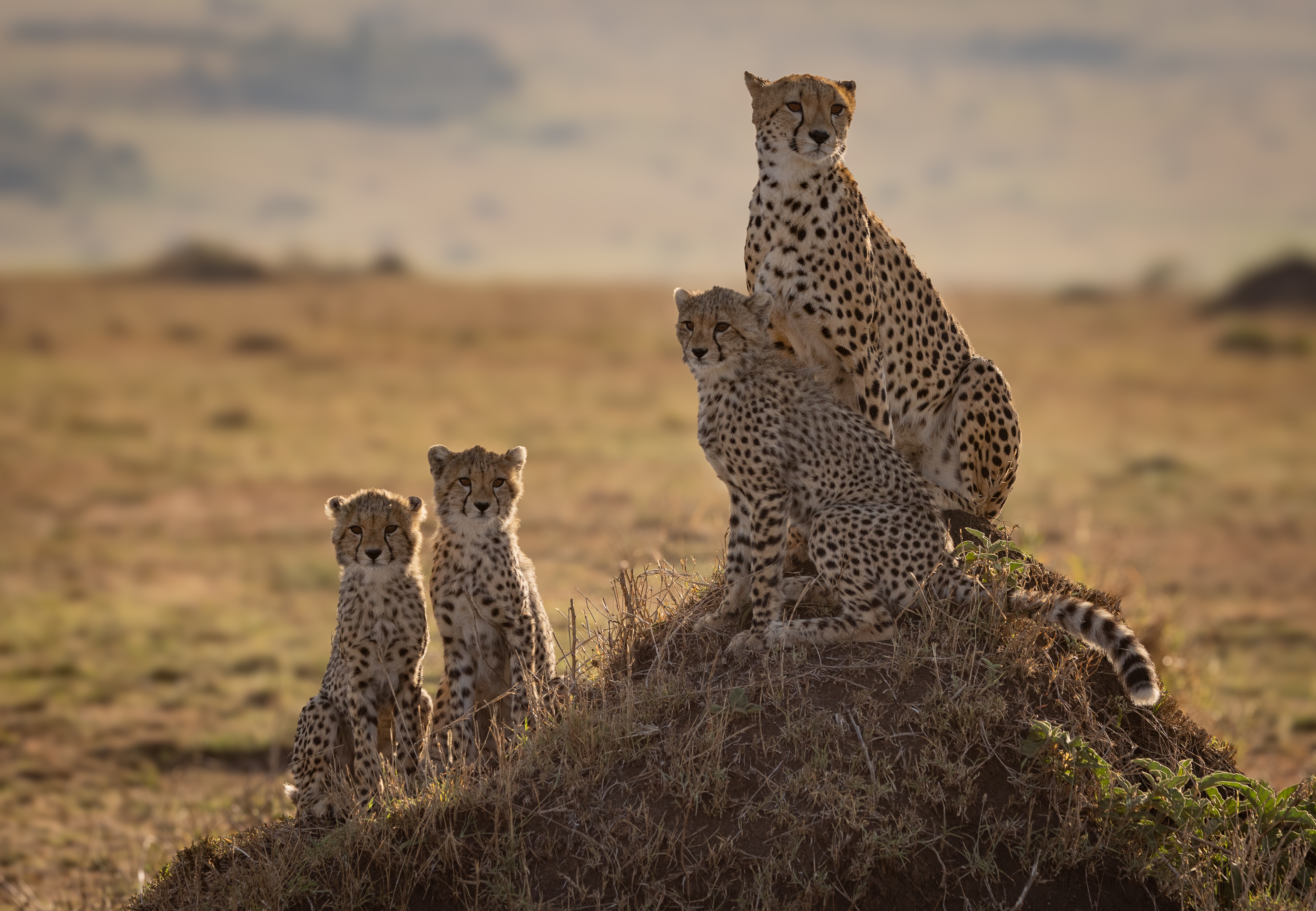 What to Pack for a Safari in Tanzania: The Luxury Traveller's Complete Guide