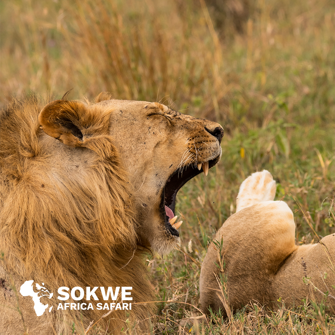 When is the Best Time to Visit Kenya?