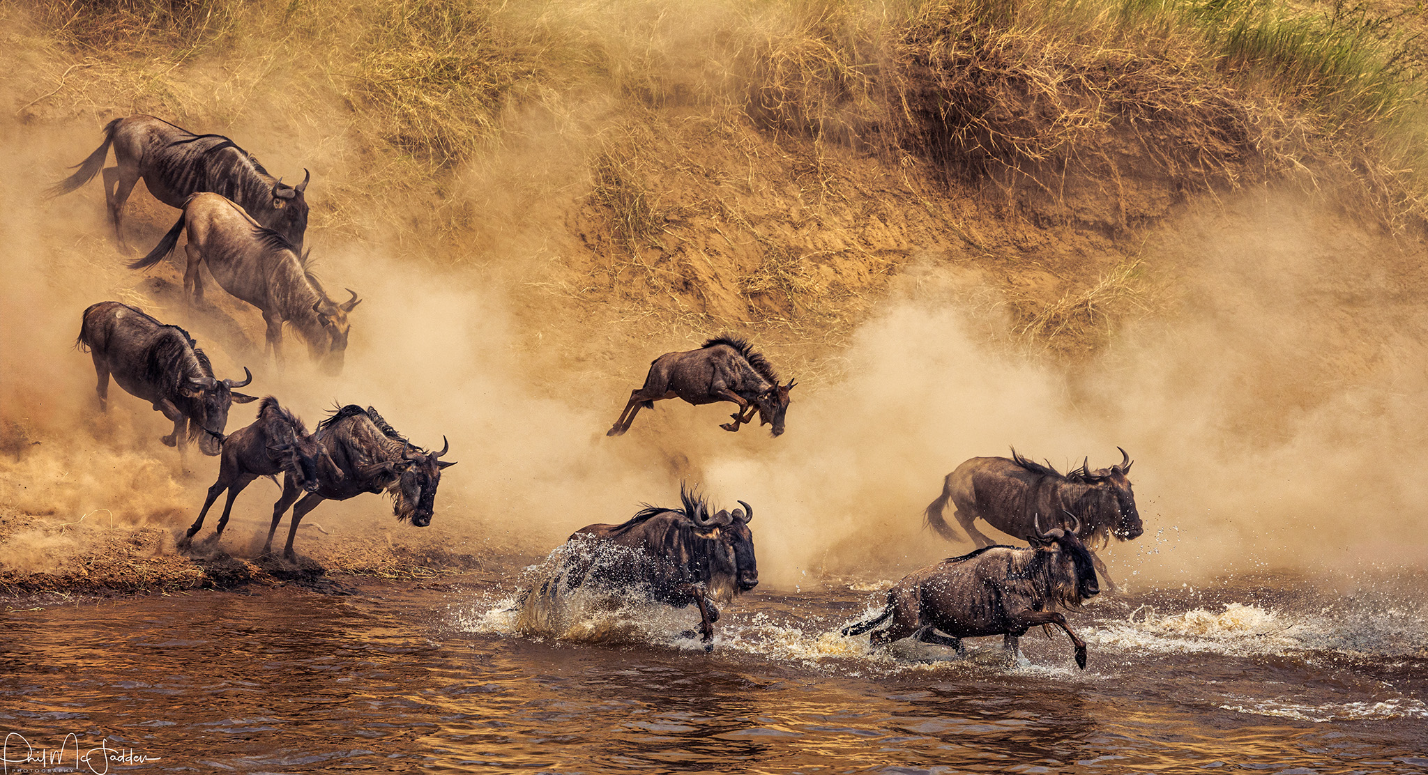 Wildlife and safari image